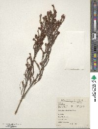 Passerina obtusifolia image