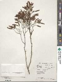 Passerina obtusifolia image