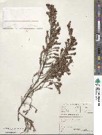 Passerina obtusifolia image