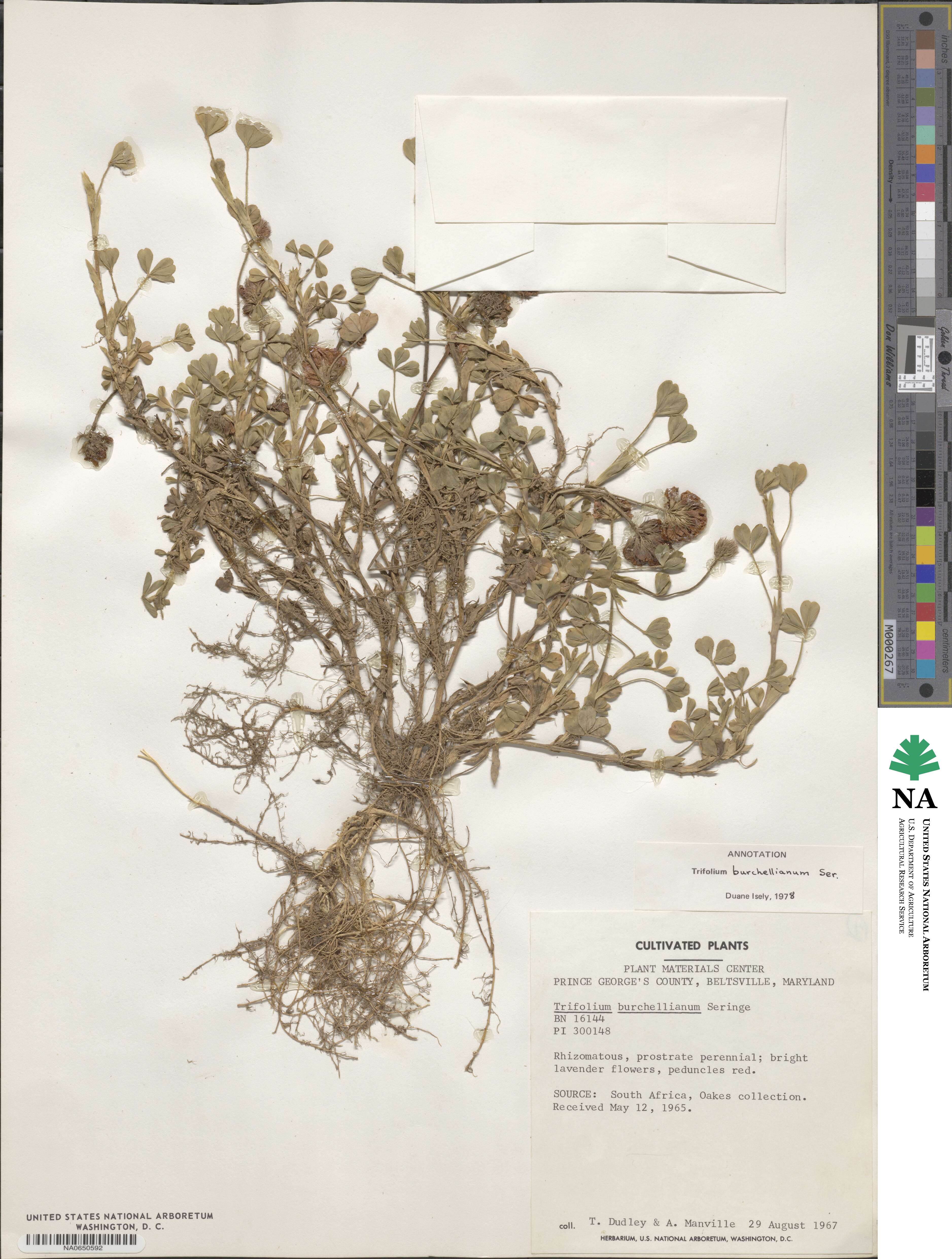 Trifolium burchellianum image