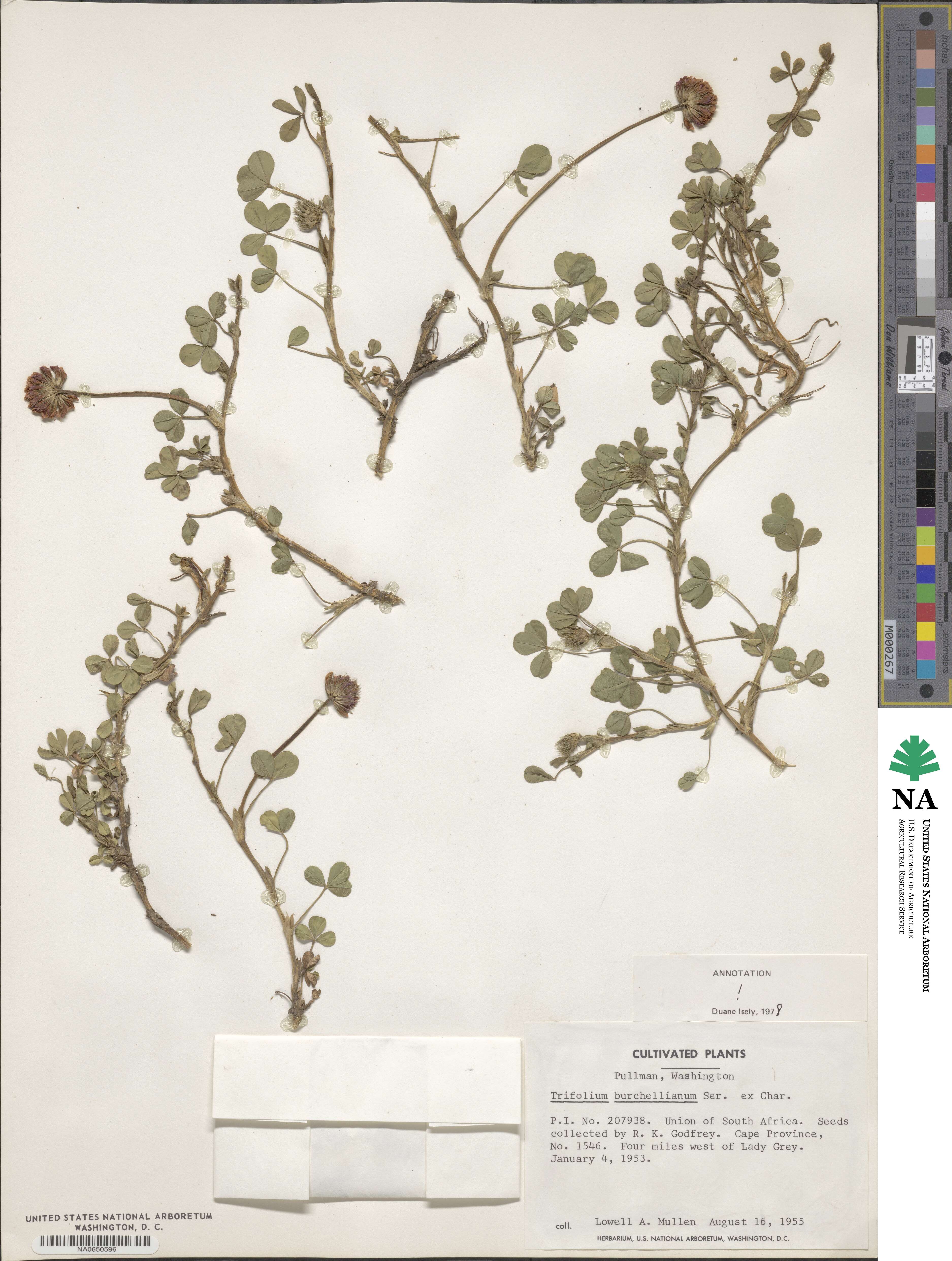 Trifolium burchellianum image
