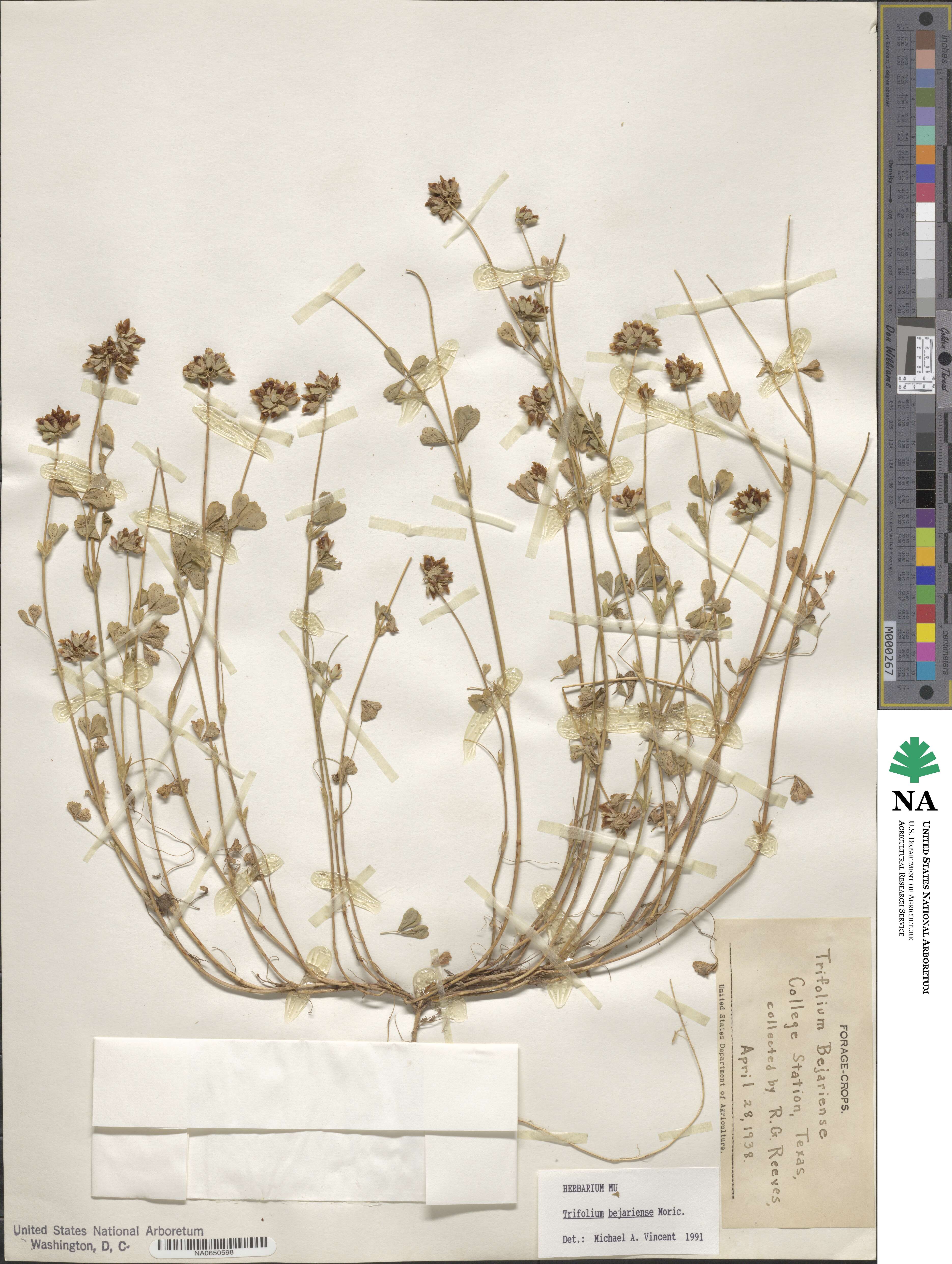 Trifolium bejariense image