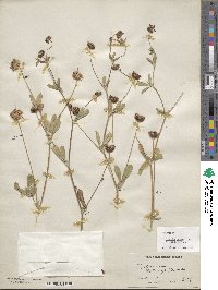 Trifolium bifidum image