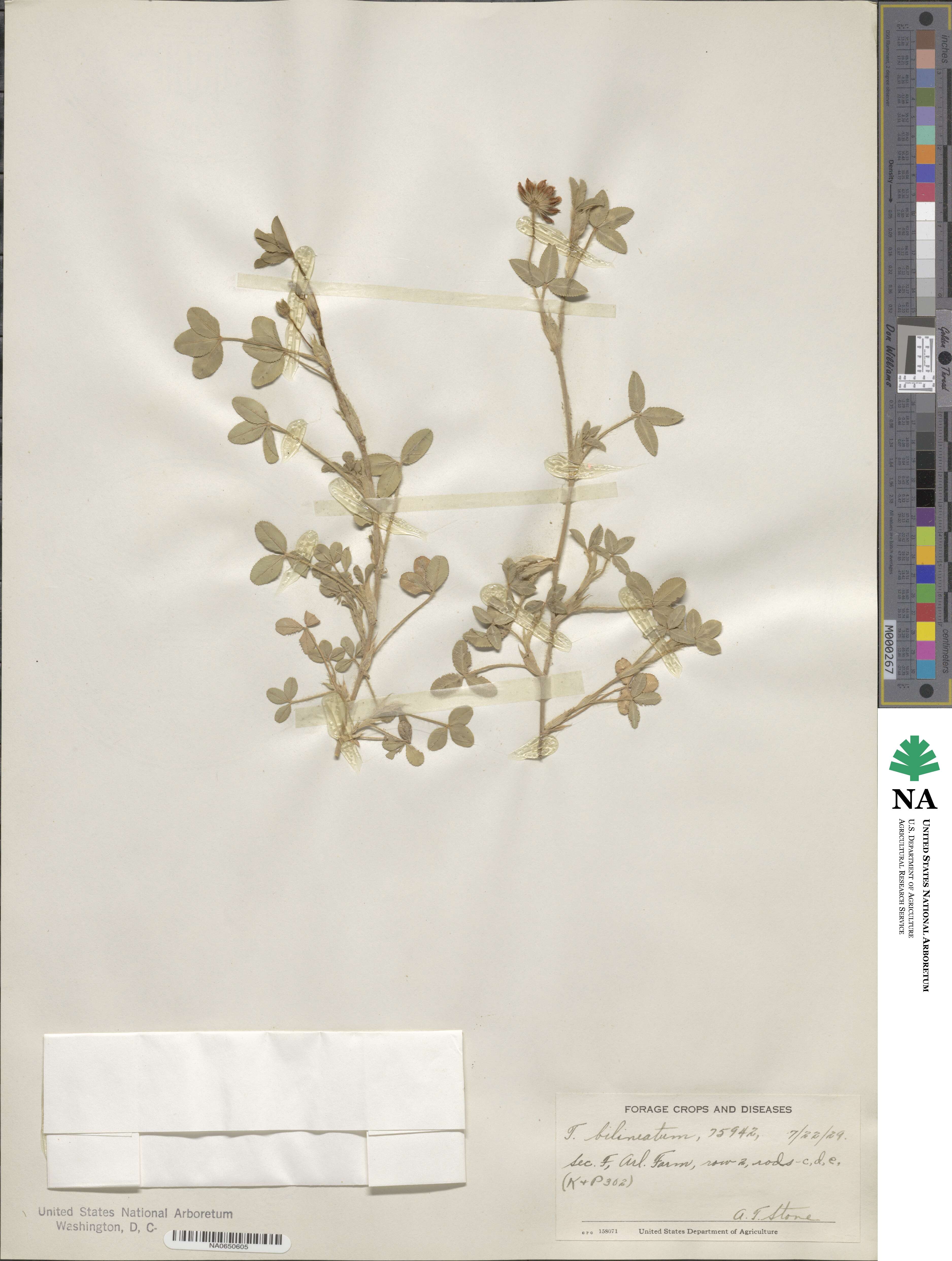 Trifolium bilineatum image