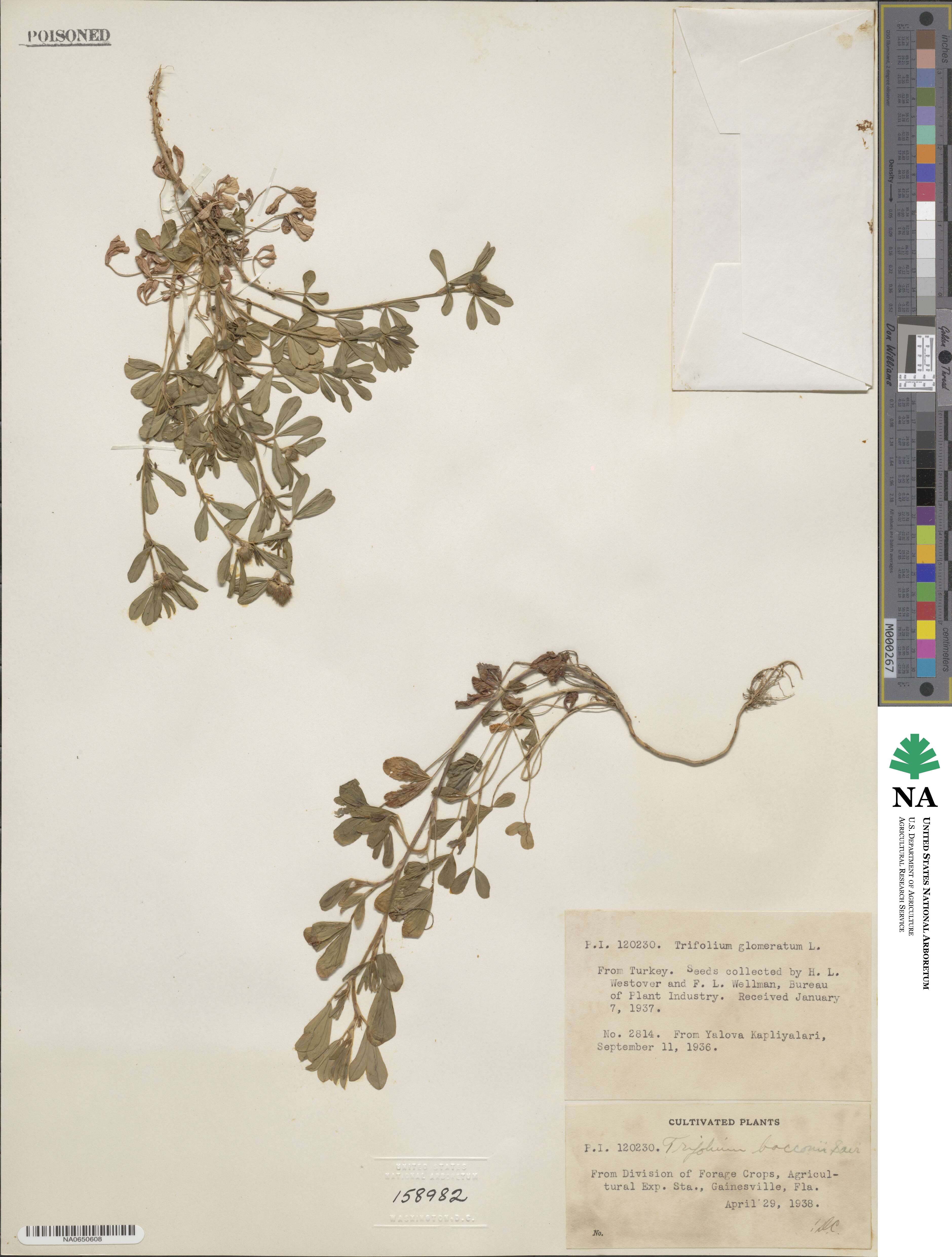 Trifolium bocconi image