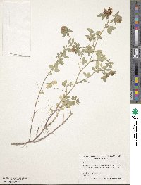 Trifolium boissieri image