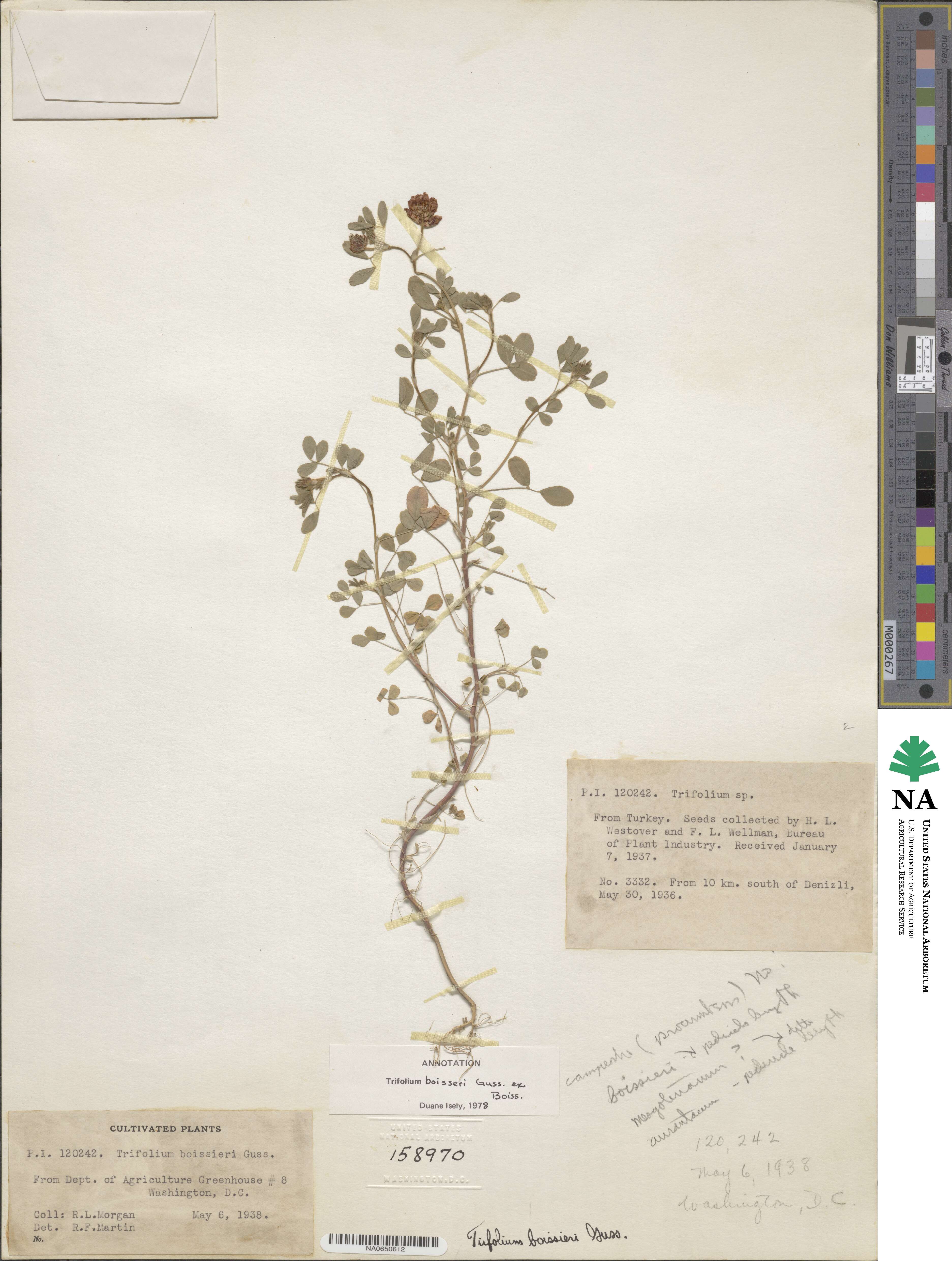 Trifolium boissieri image