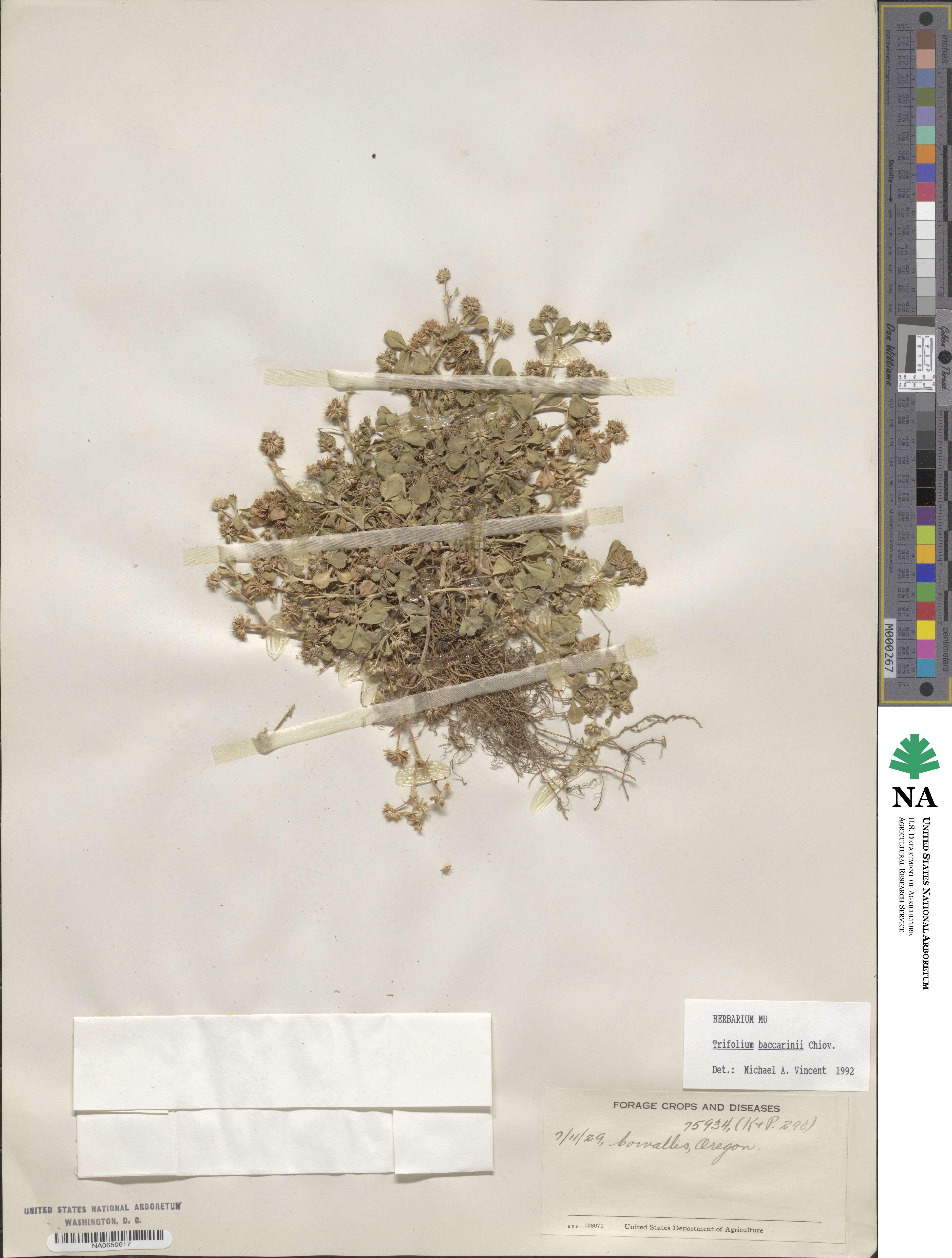 Trifolium baccarinii image