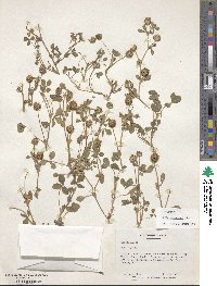 Trifolium baccarinii image