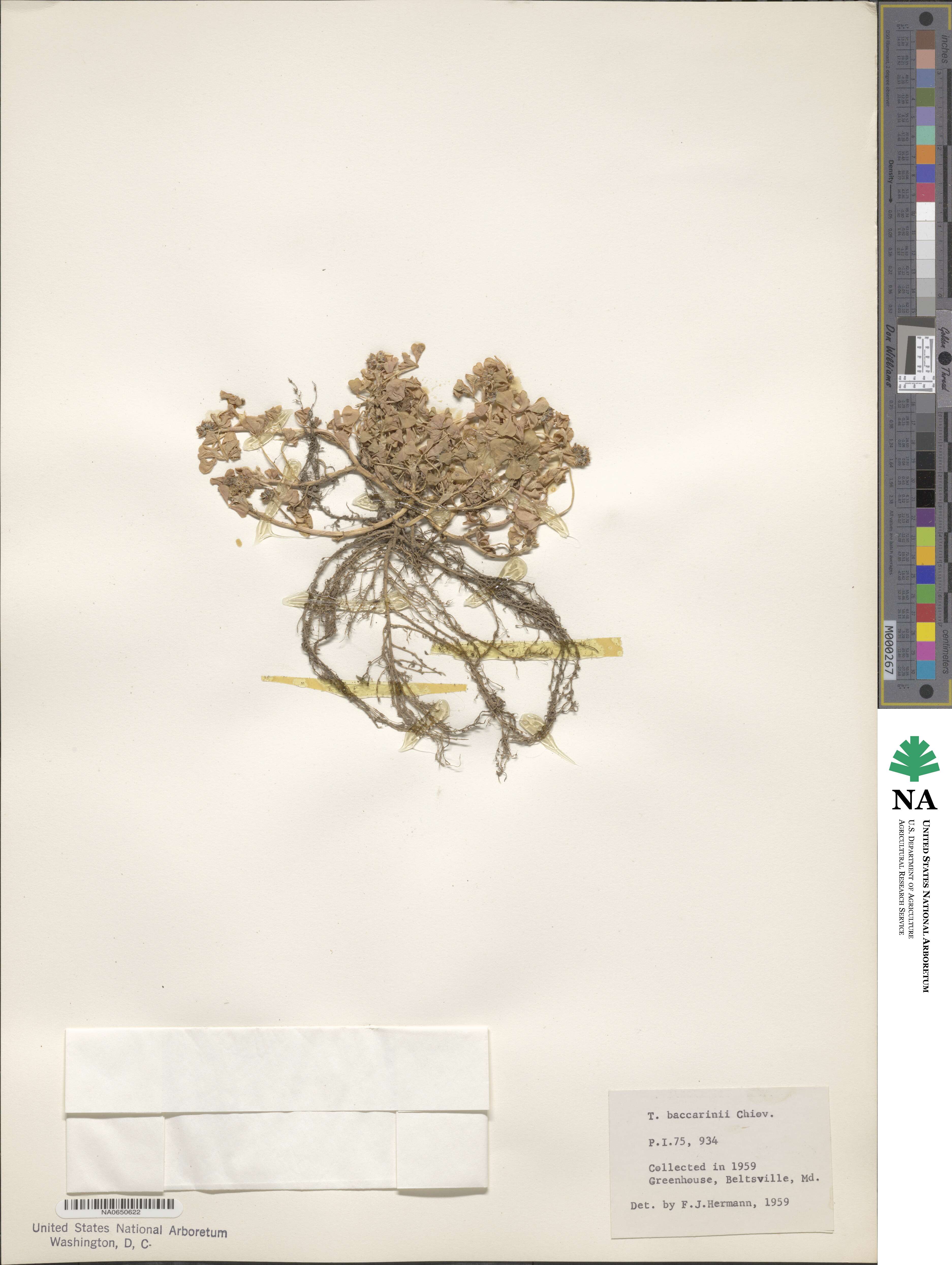 Trifolium baccarinii image