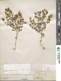 Trifolium arvense image