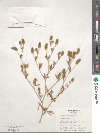 Trifolium arvense image