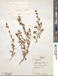 Trifolium arvense image