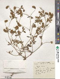 Trifolium arvense image