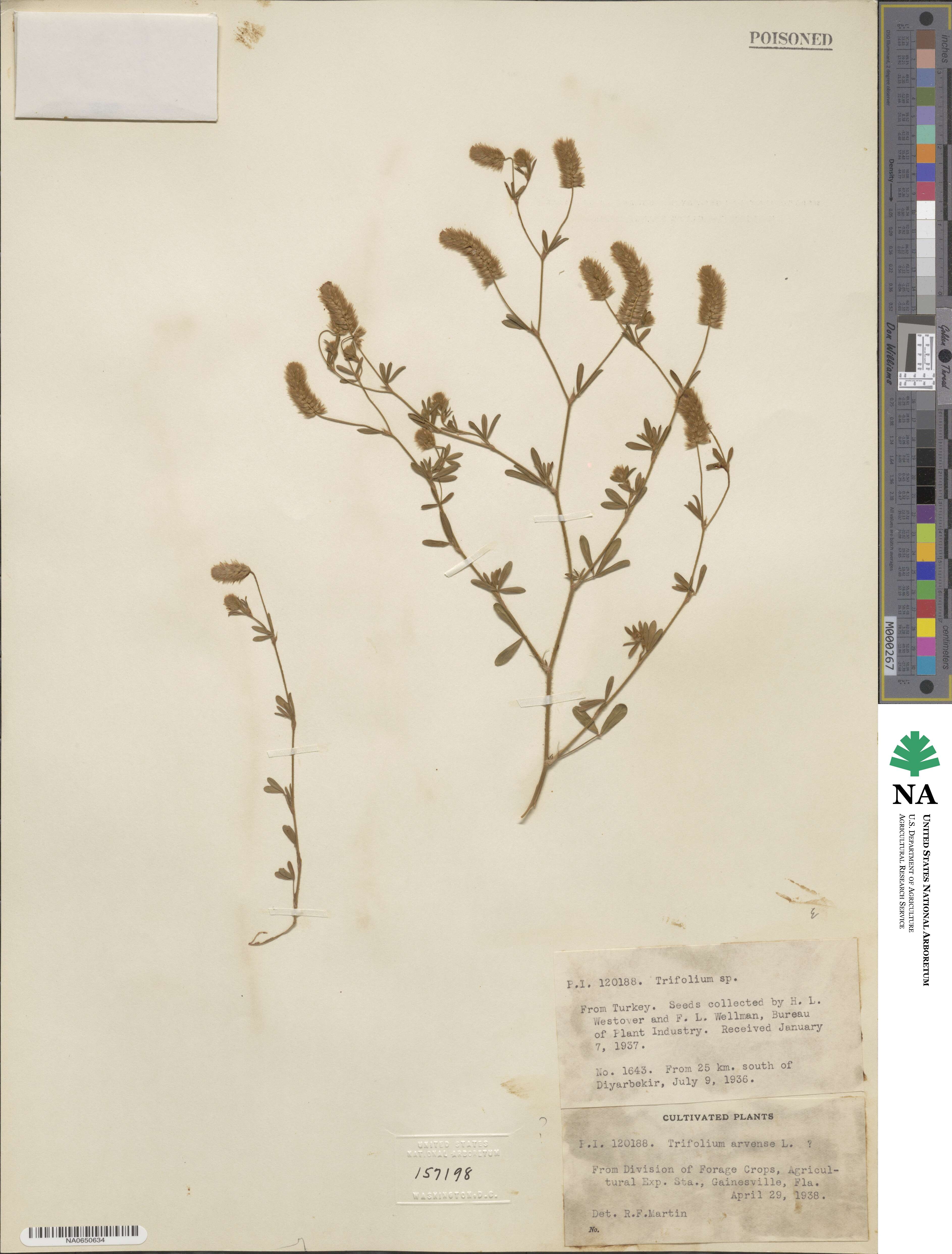 Trifolium arvense image