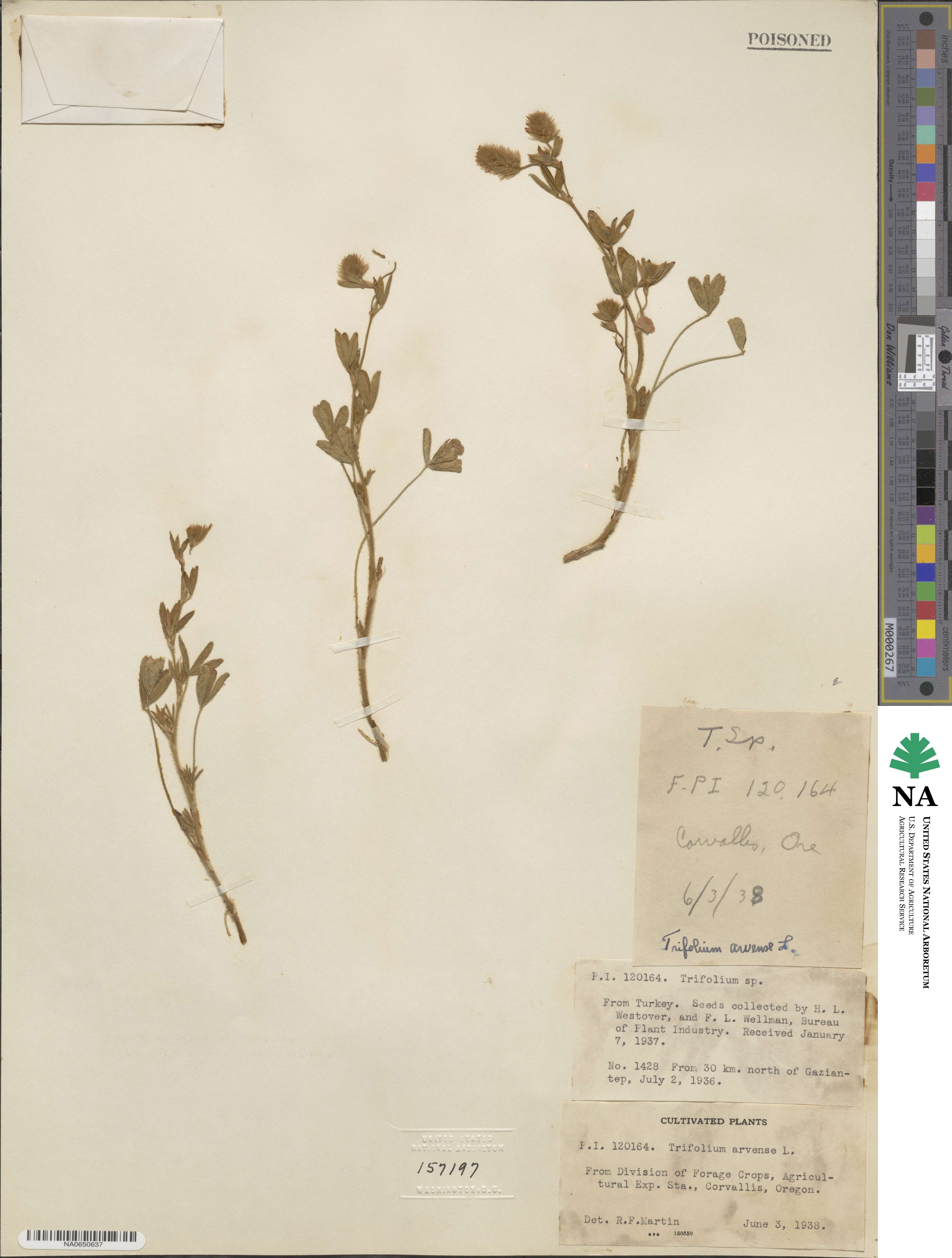 Trifolium arvense image