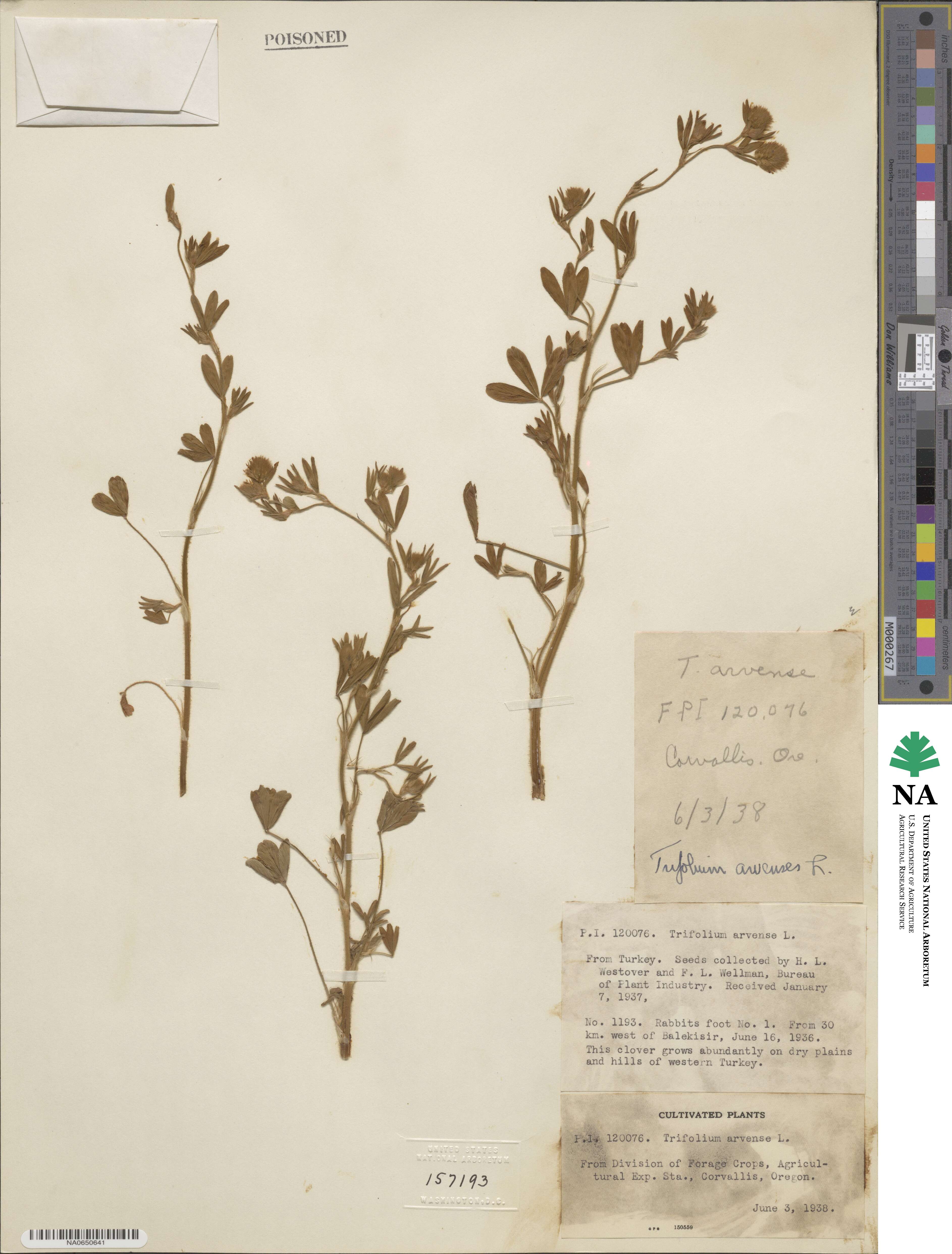Trifolium arvense image