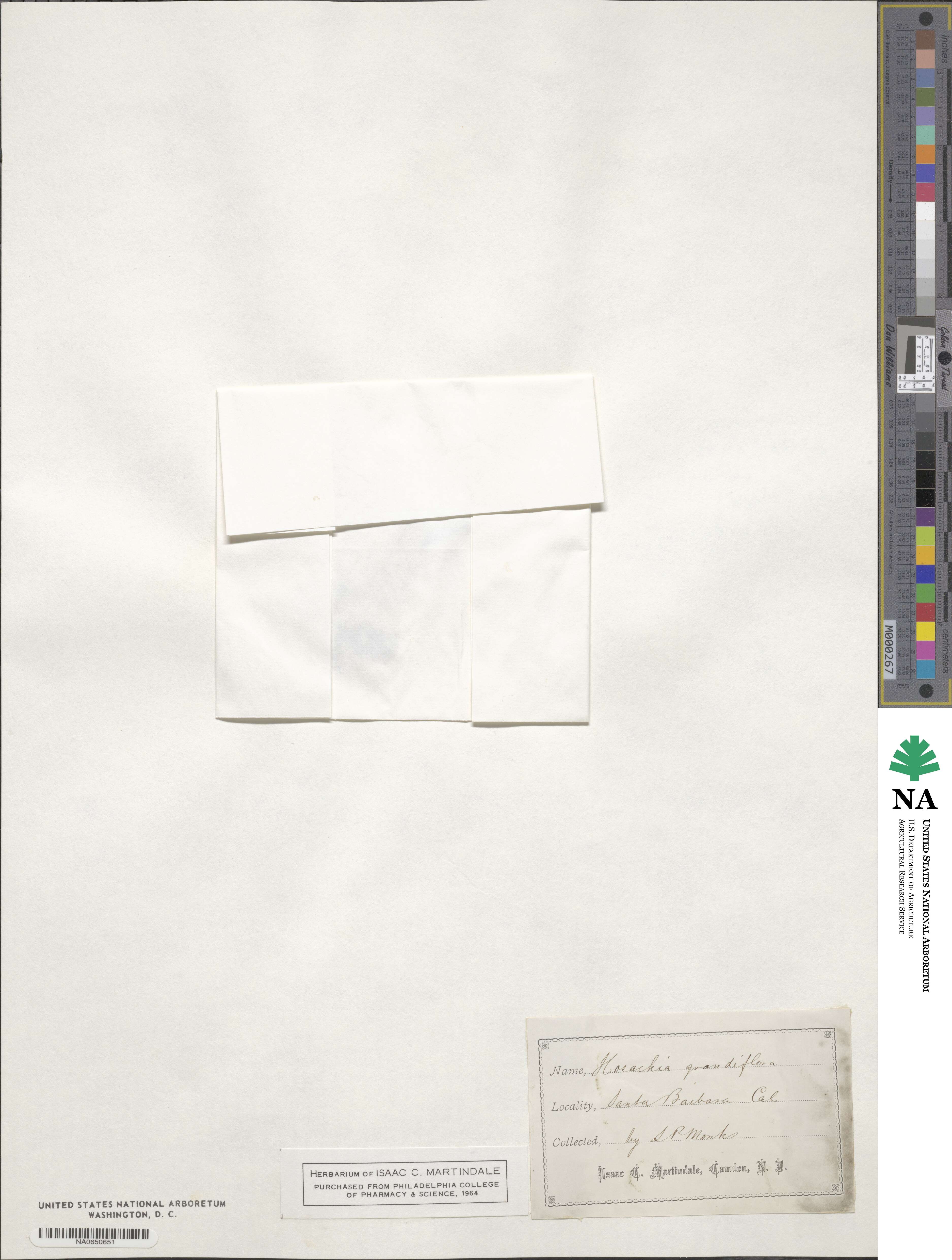 Acmispon grandiflorus image
