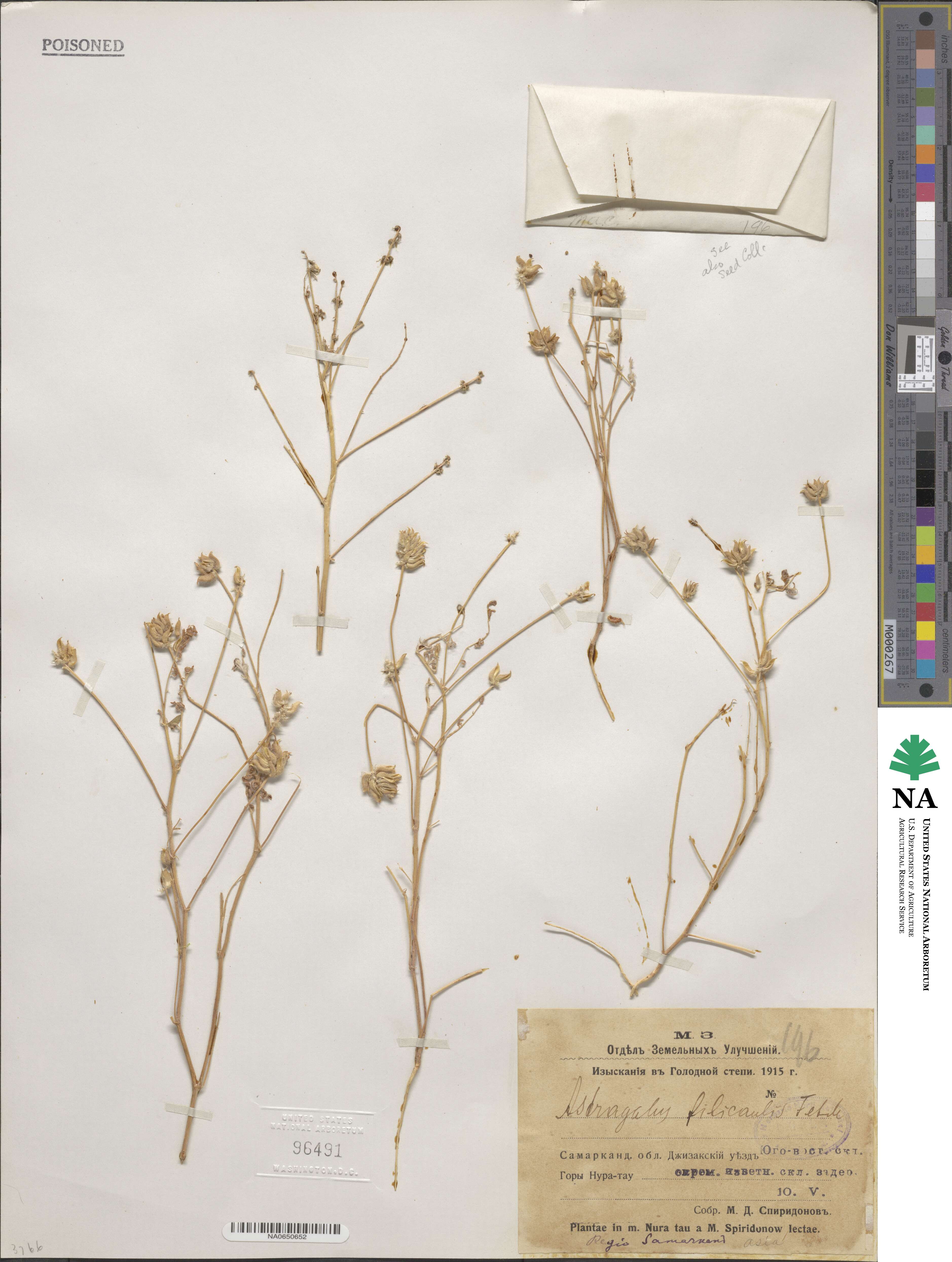Astragalus filicaulis image