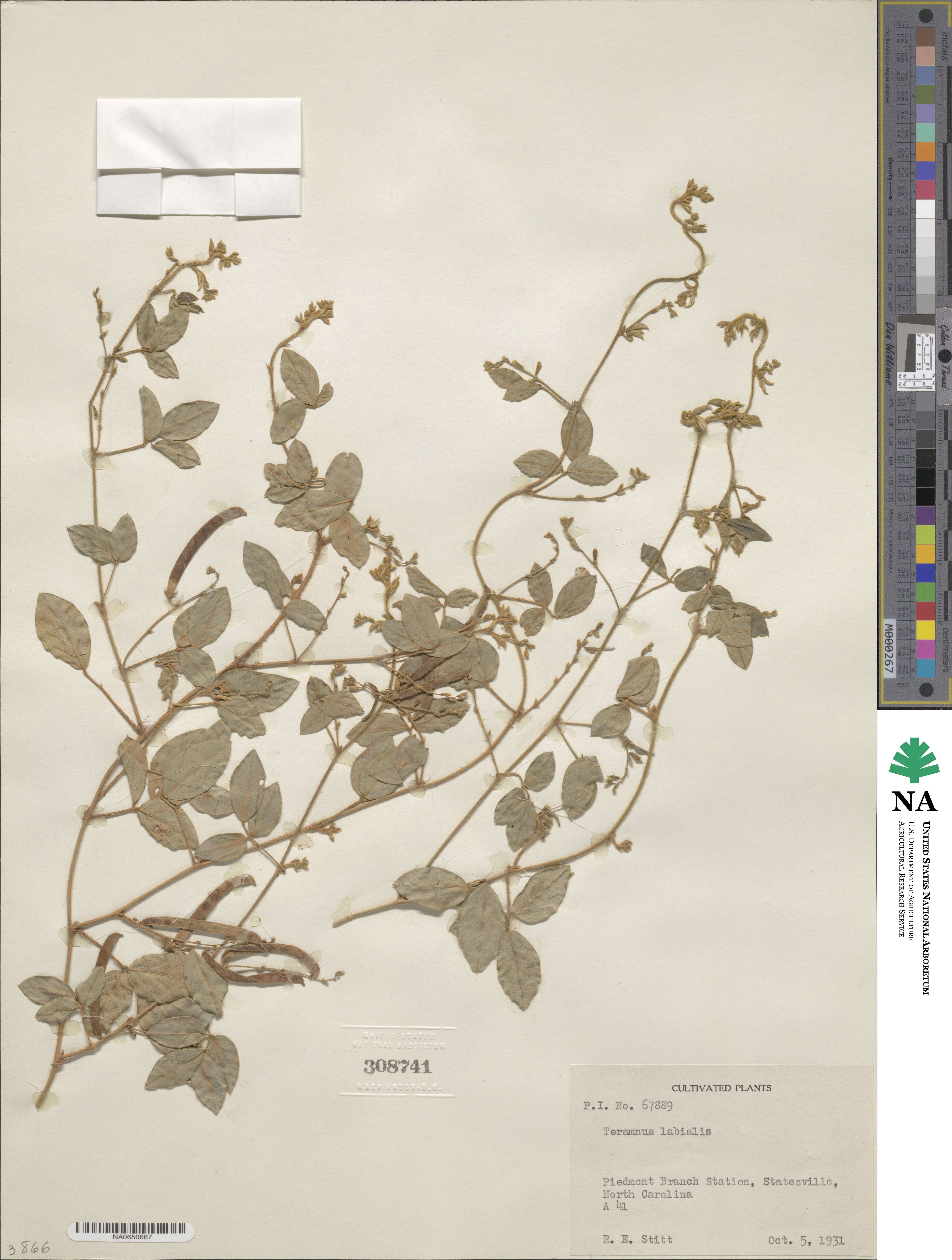 Teramnus labialis image