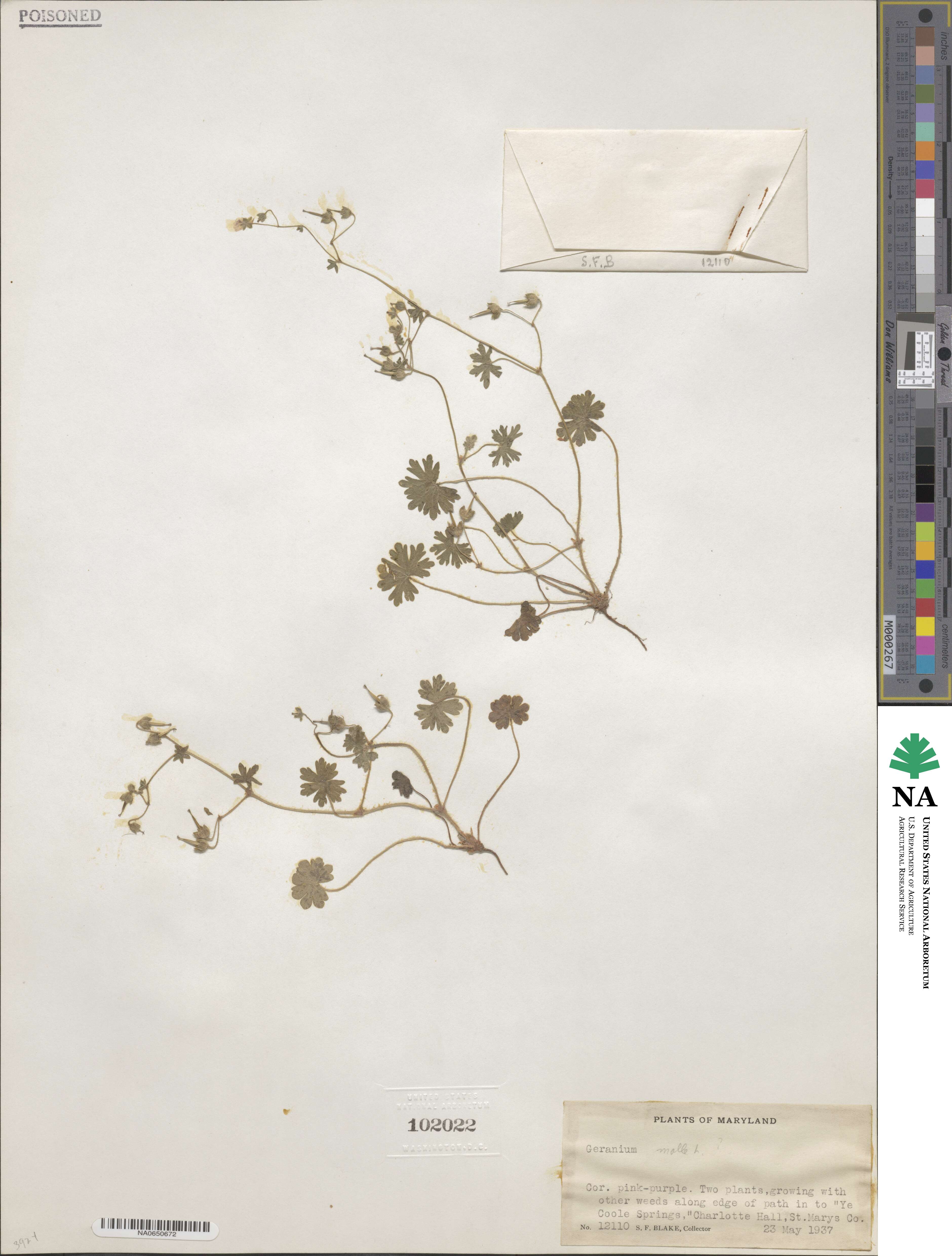 Geranium molle image