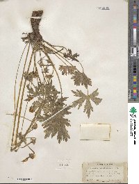 Geranium viscosissimum image