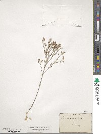 Linum strictum image