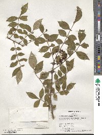 Zanthoxylum simulans image