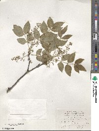 Zanthoxylum simulans image