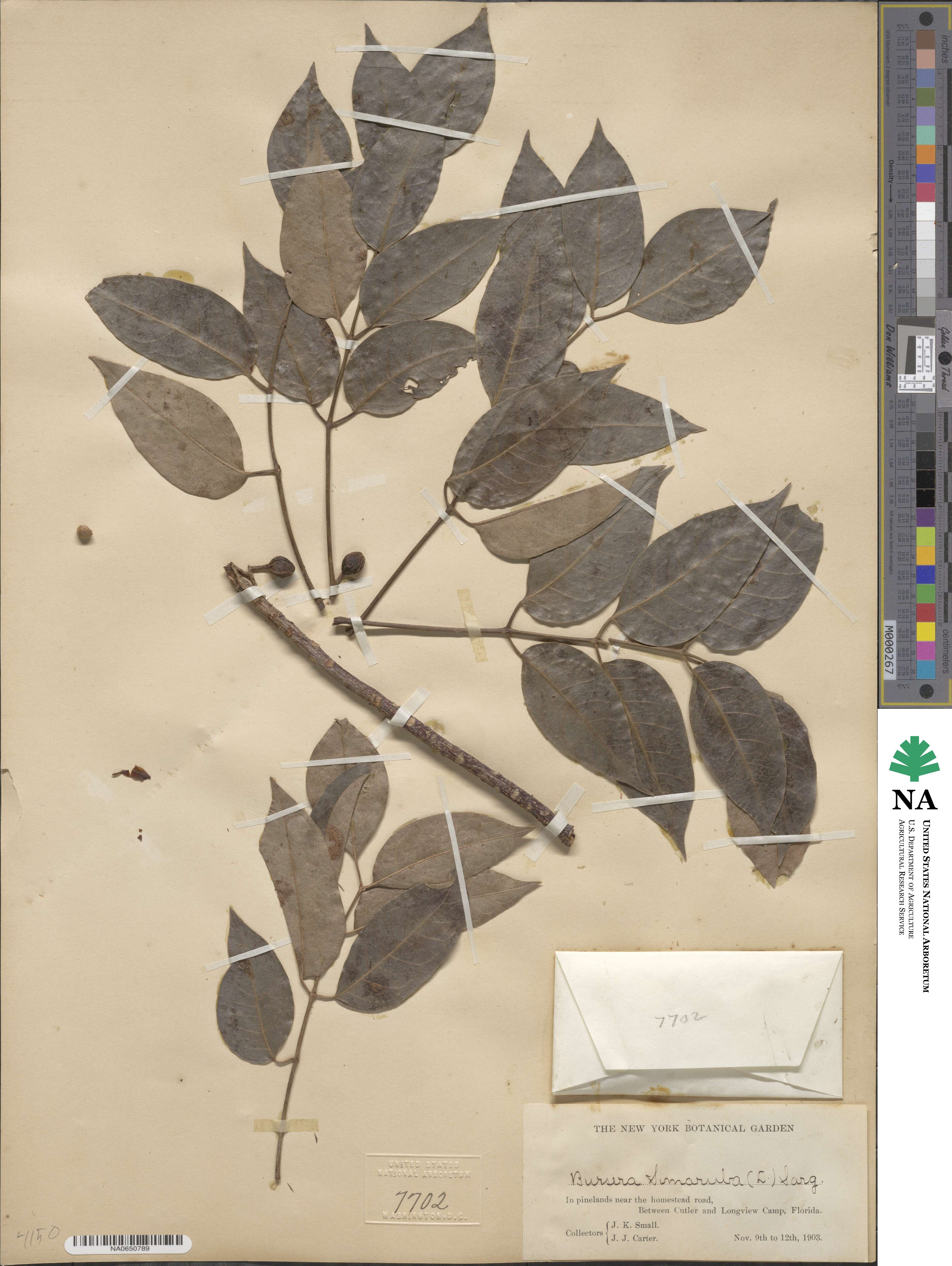Bursera simaruba image