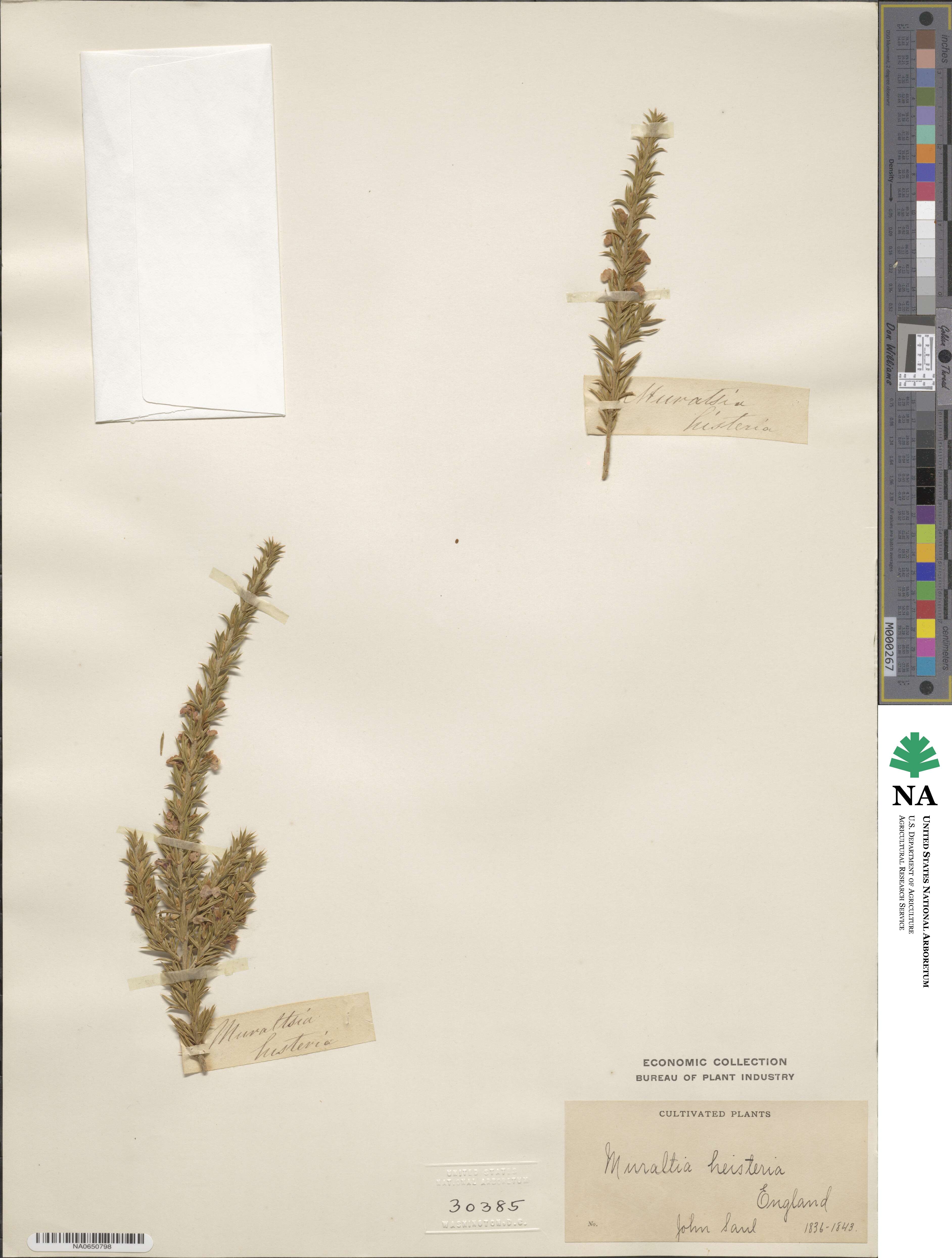 Muraltia heisteria image