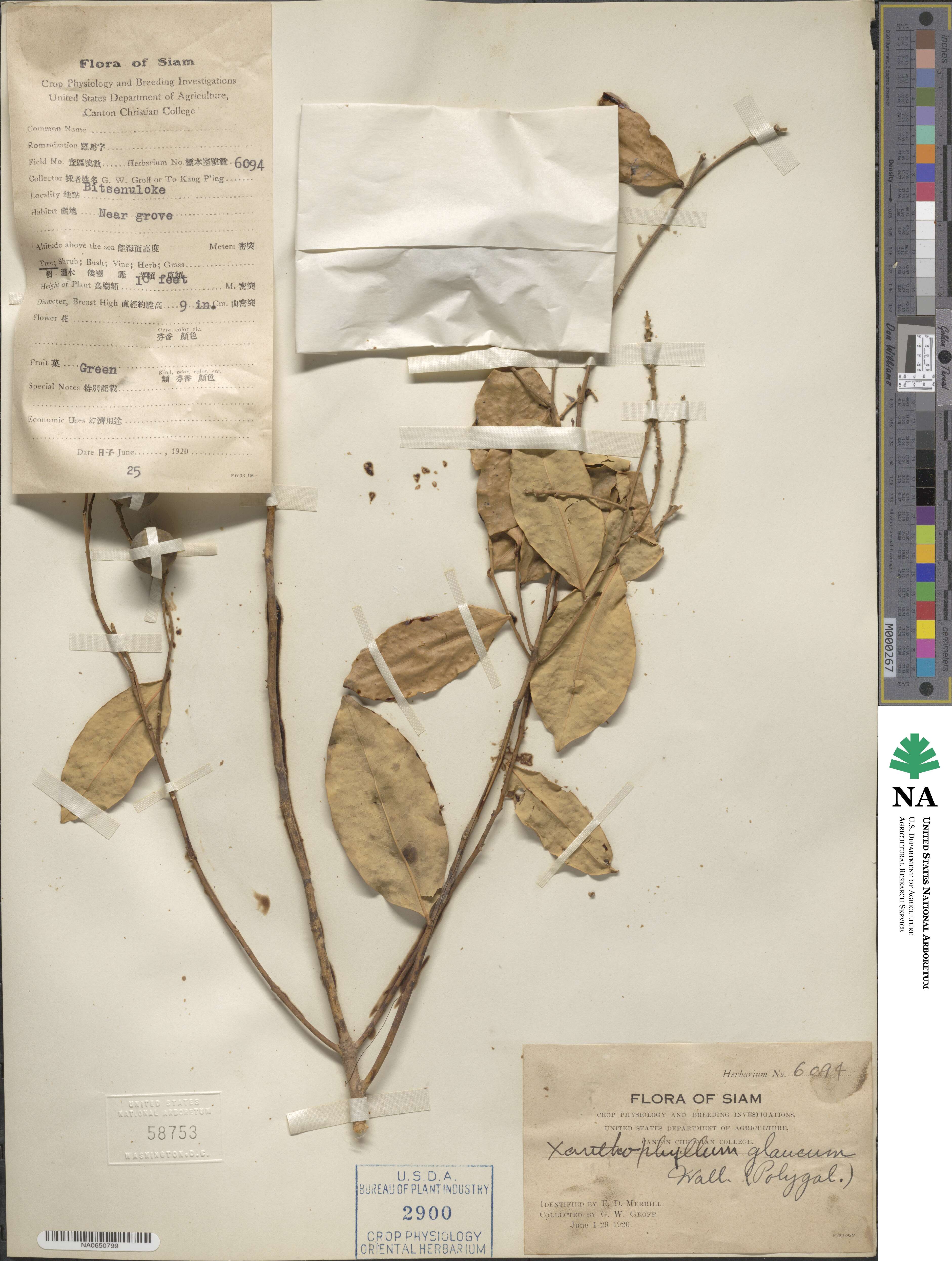 Xanthophyllum lanceatum image