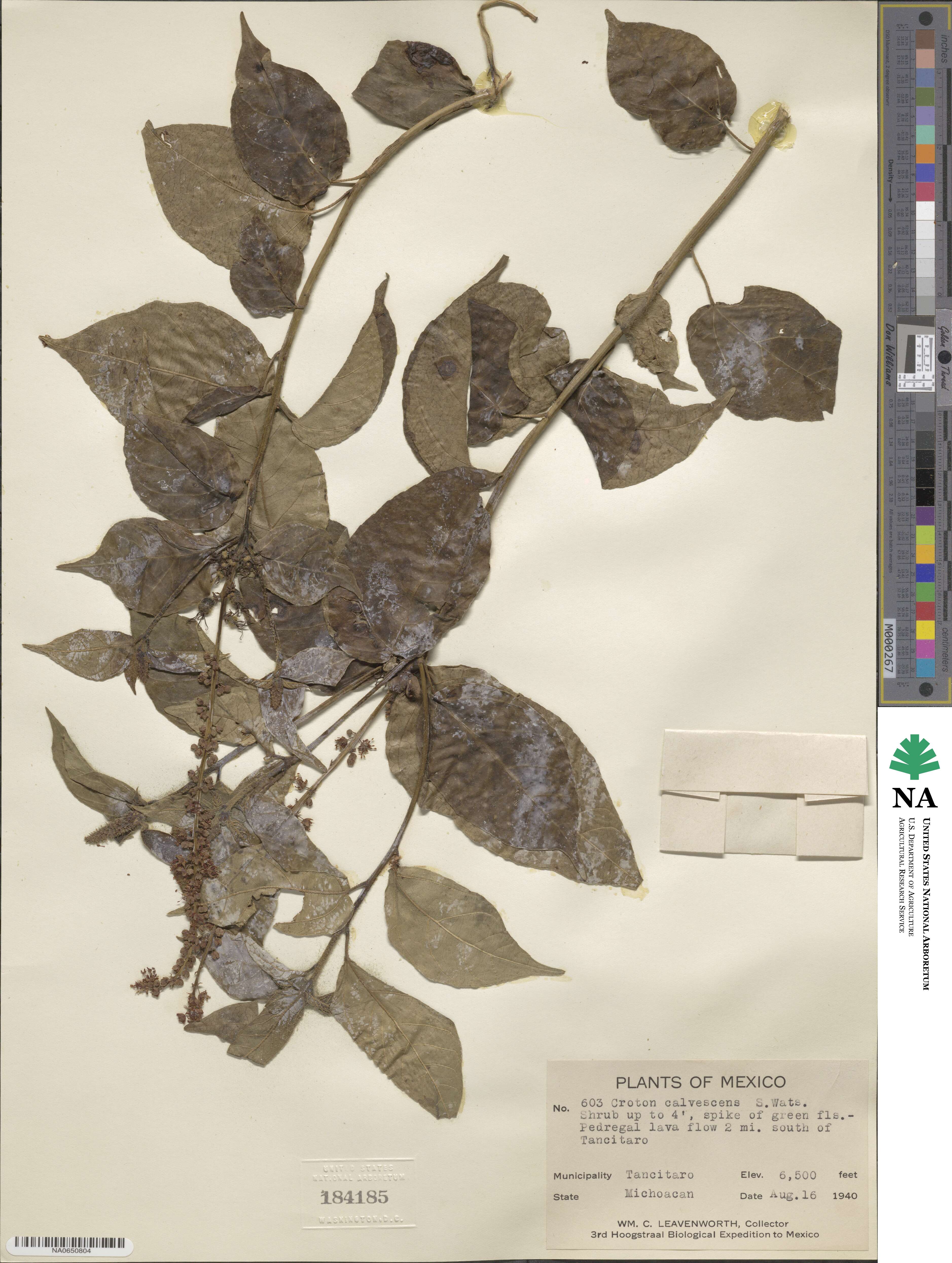 Croton adspersus image