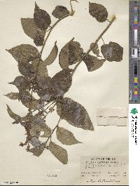 Croton adspersus image