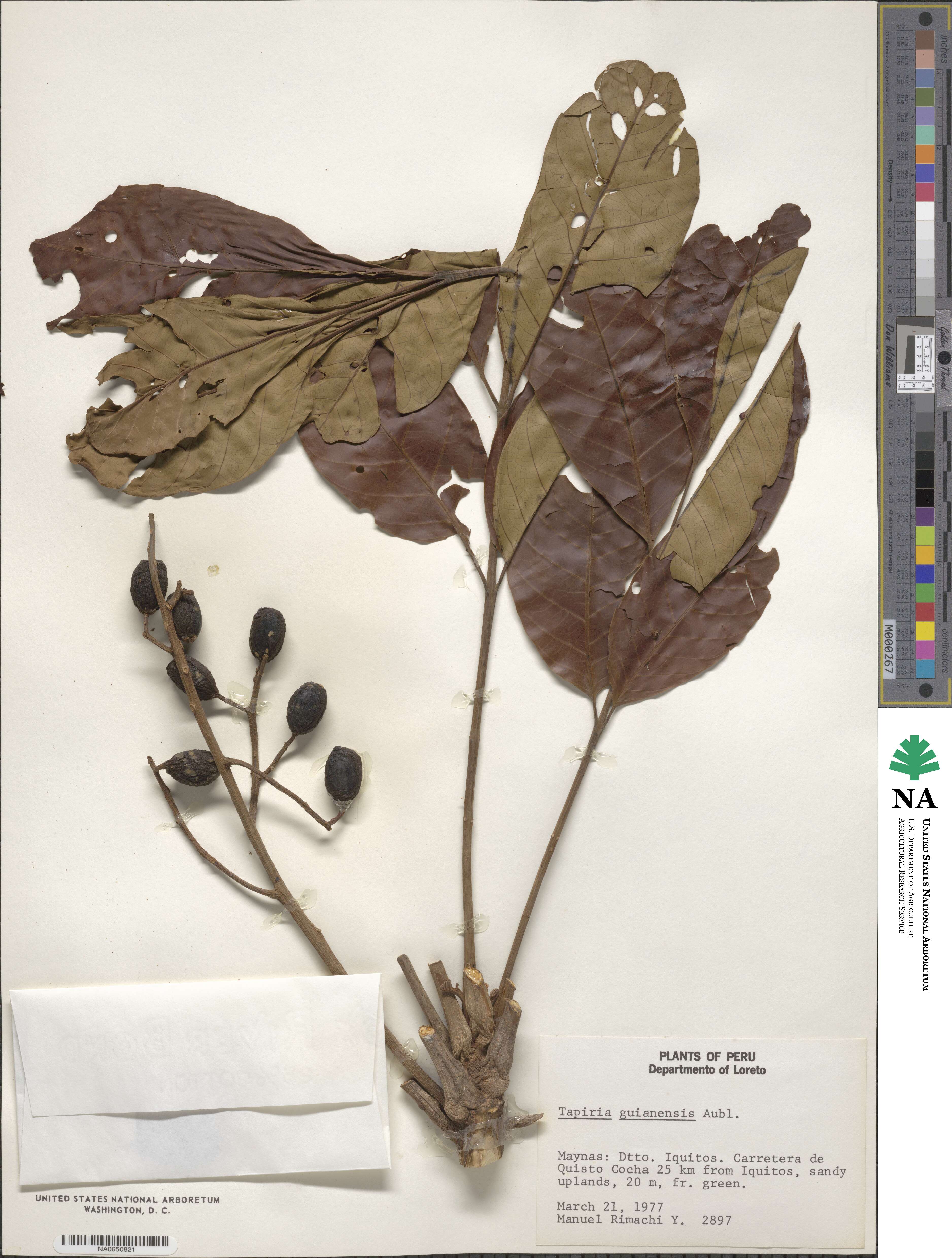 Tapirira guianensis image