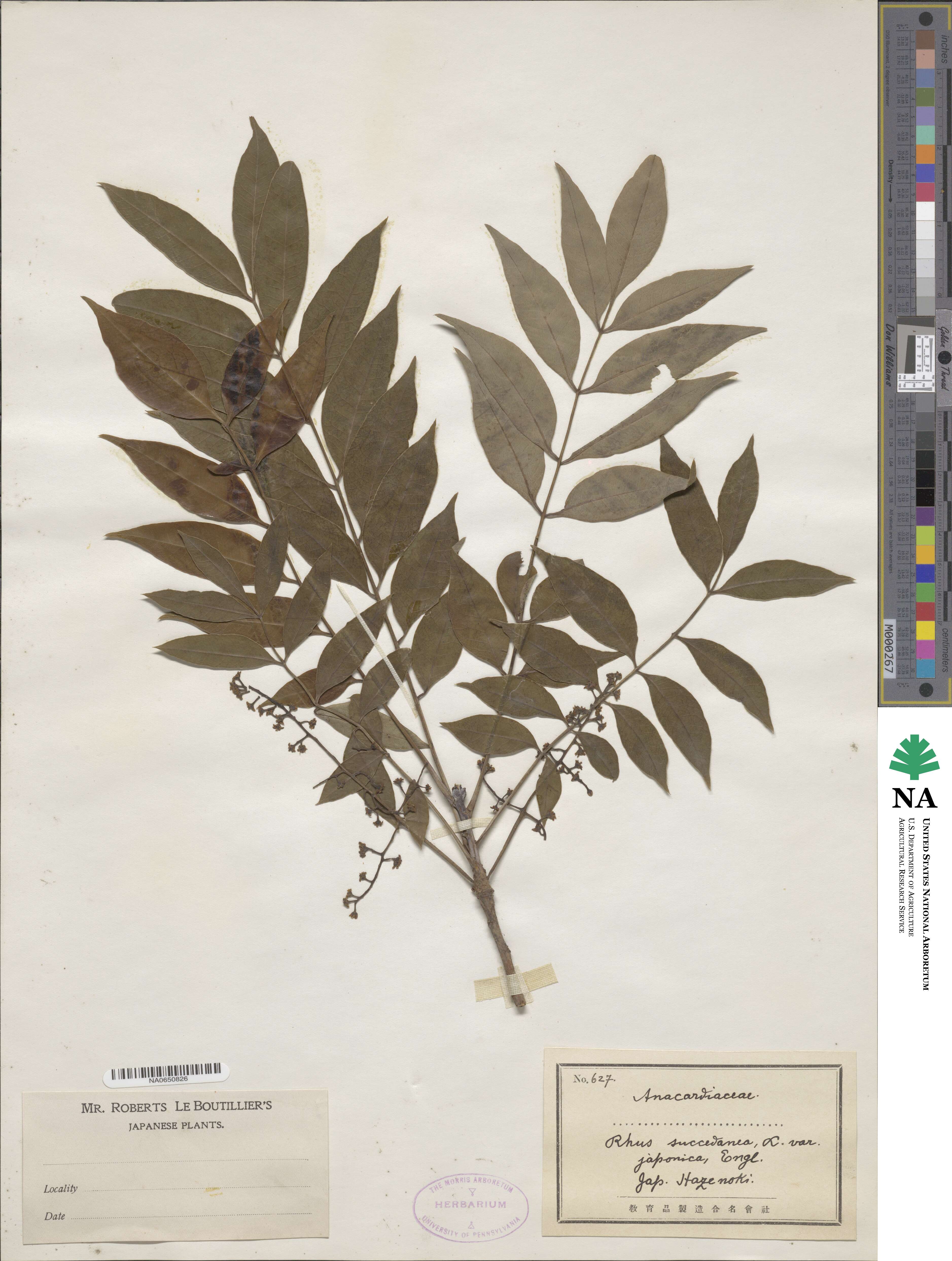 Toxicodendron succedaneum image