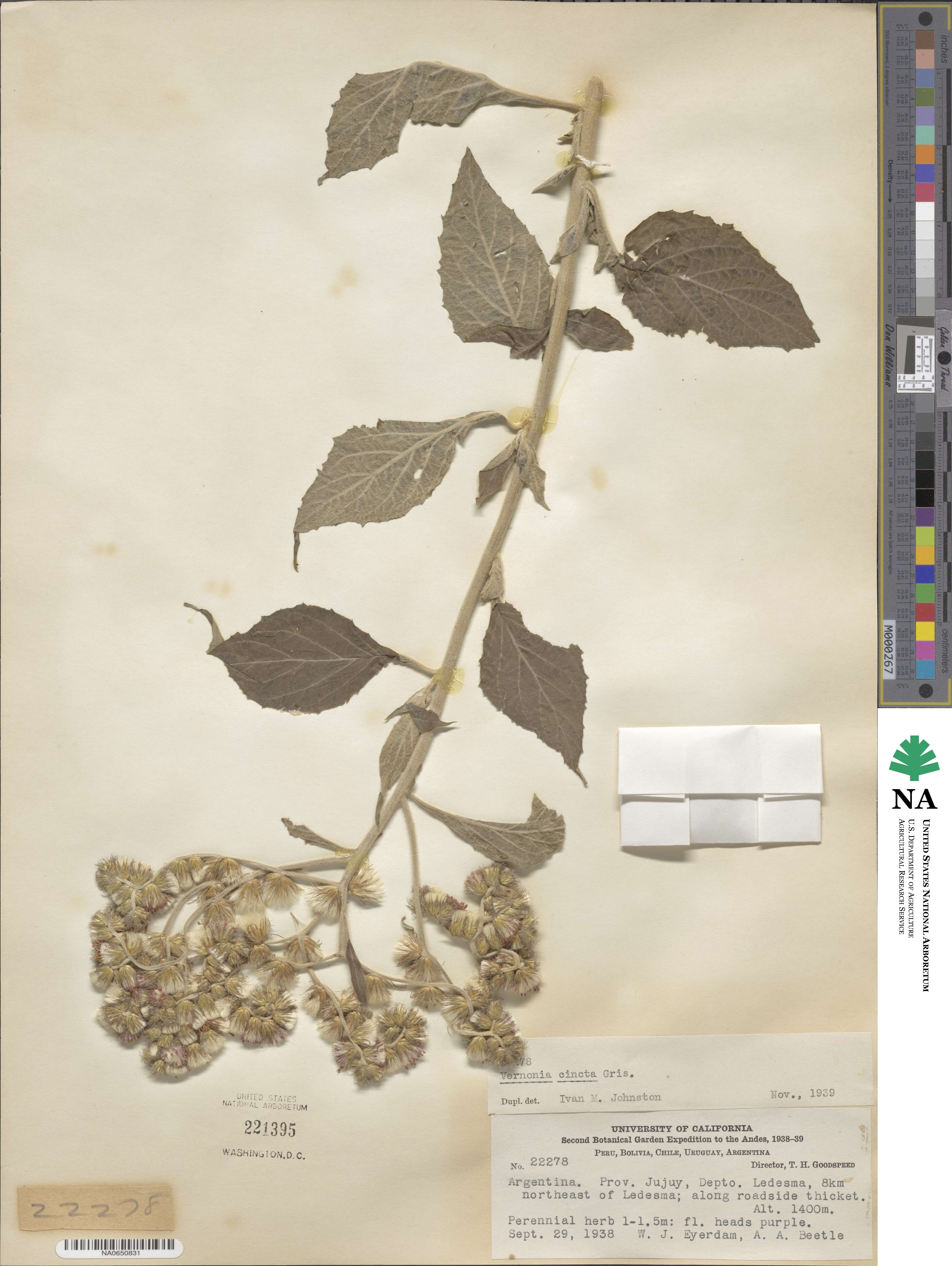 Cyanthillium cinereum image