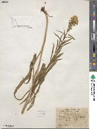 Solidago confinis image