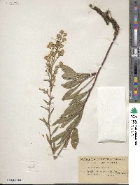 Solidago gillmani image