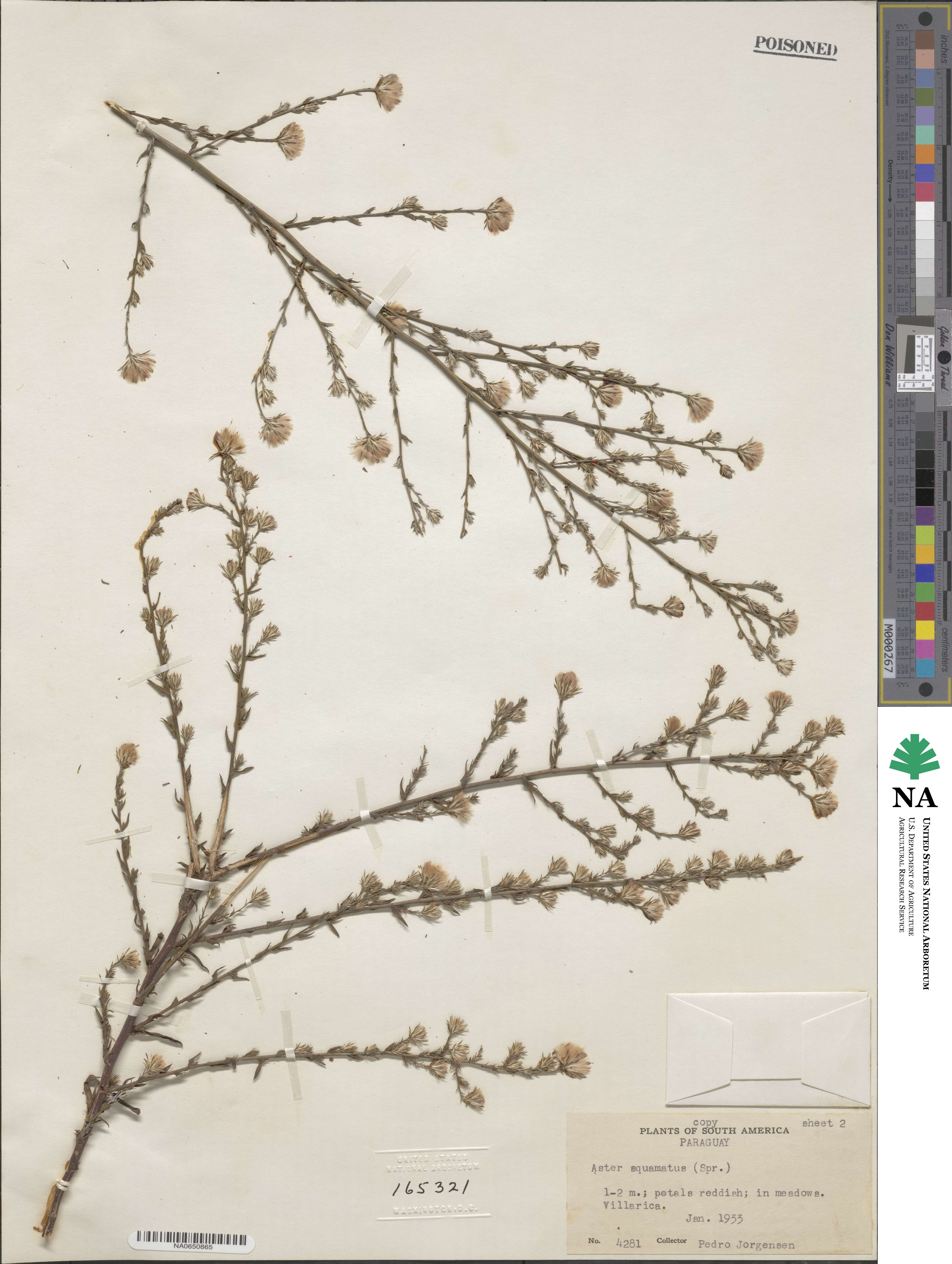 Symphyotrichum squamatum image