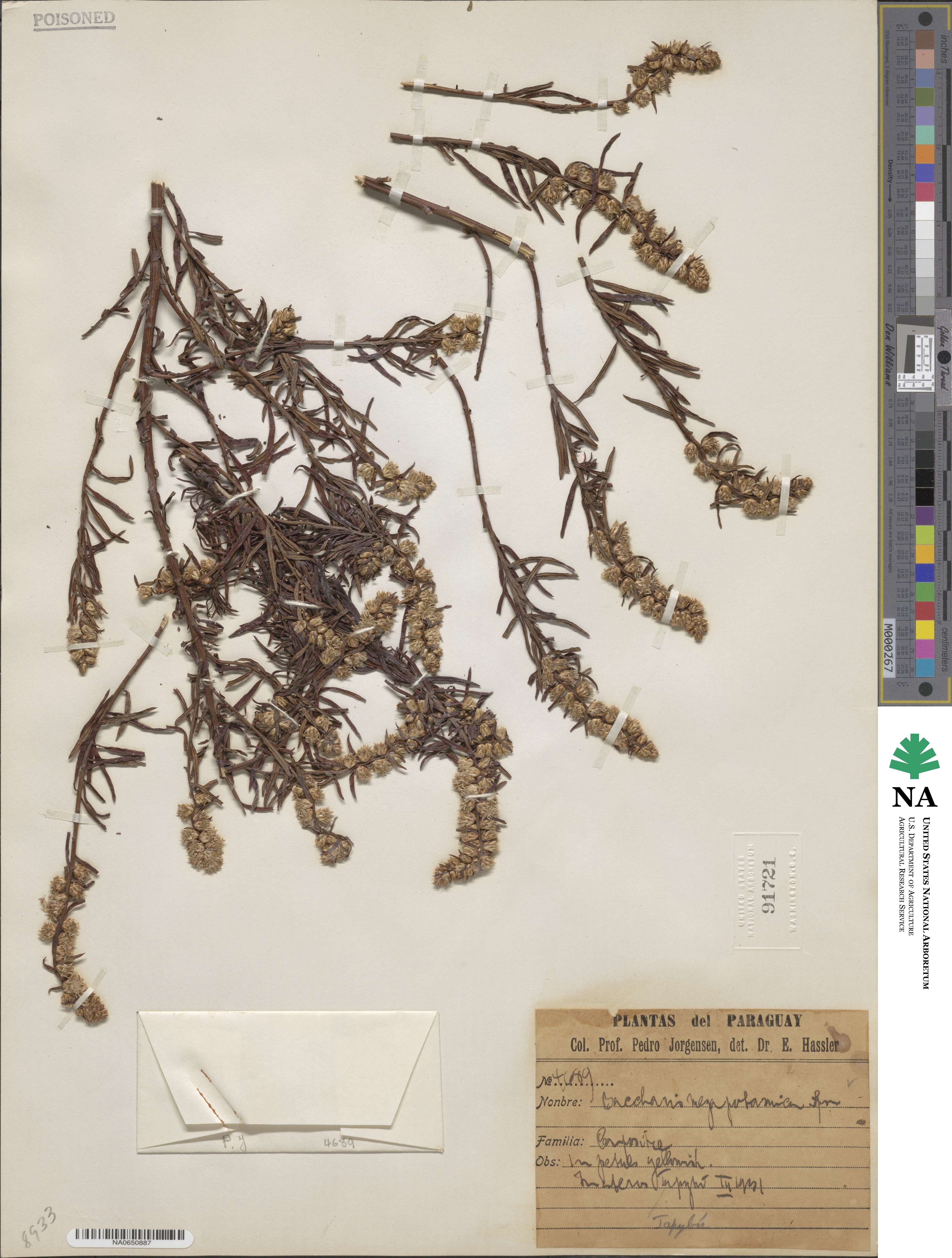 Baccharis megapotamica image