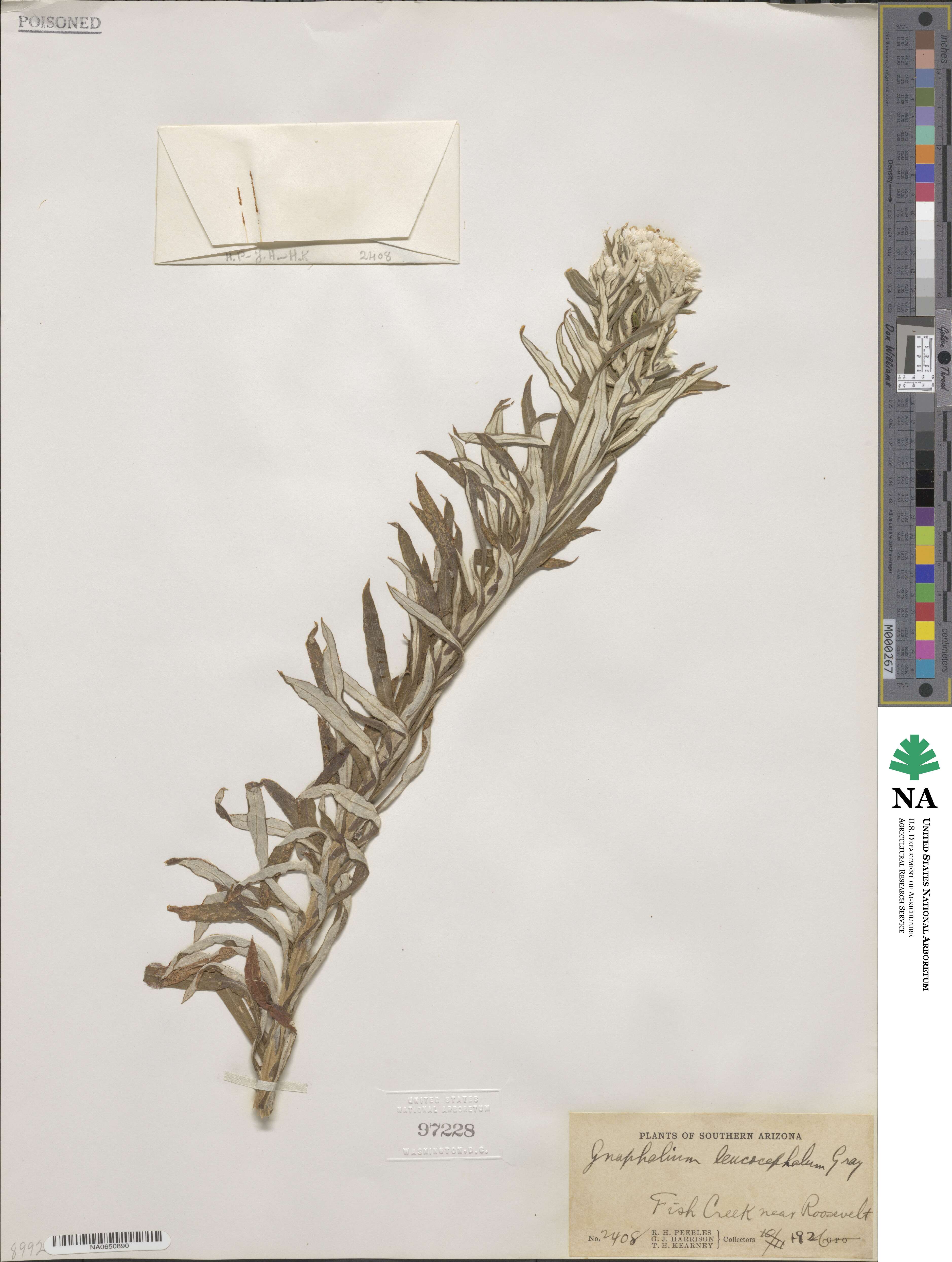 Pseudognaphalium gayanum image