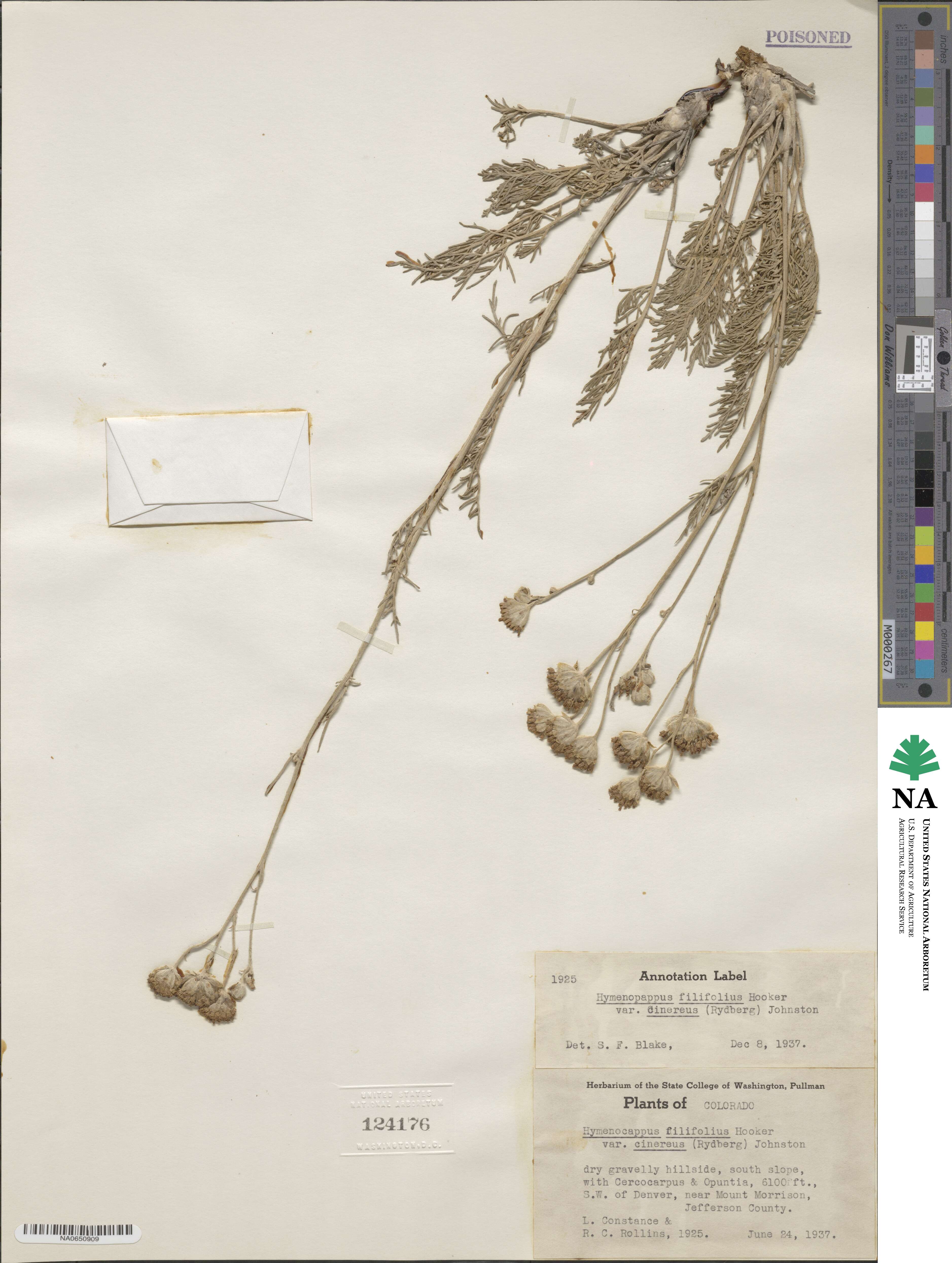 Hymenopappus filifolius var. cinereus image