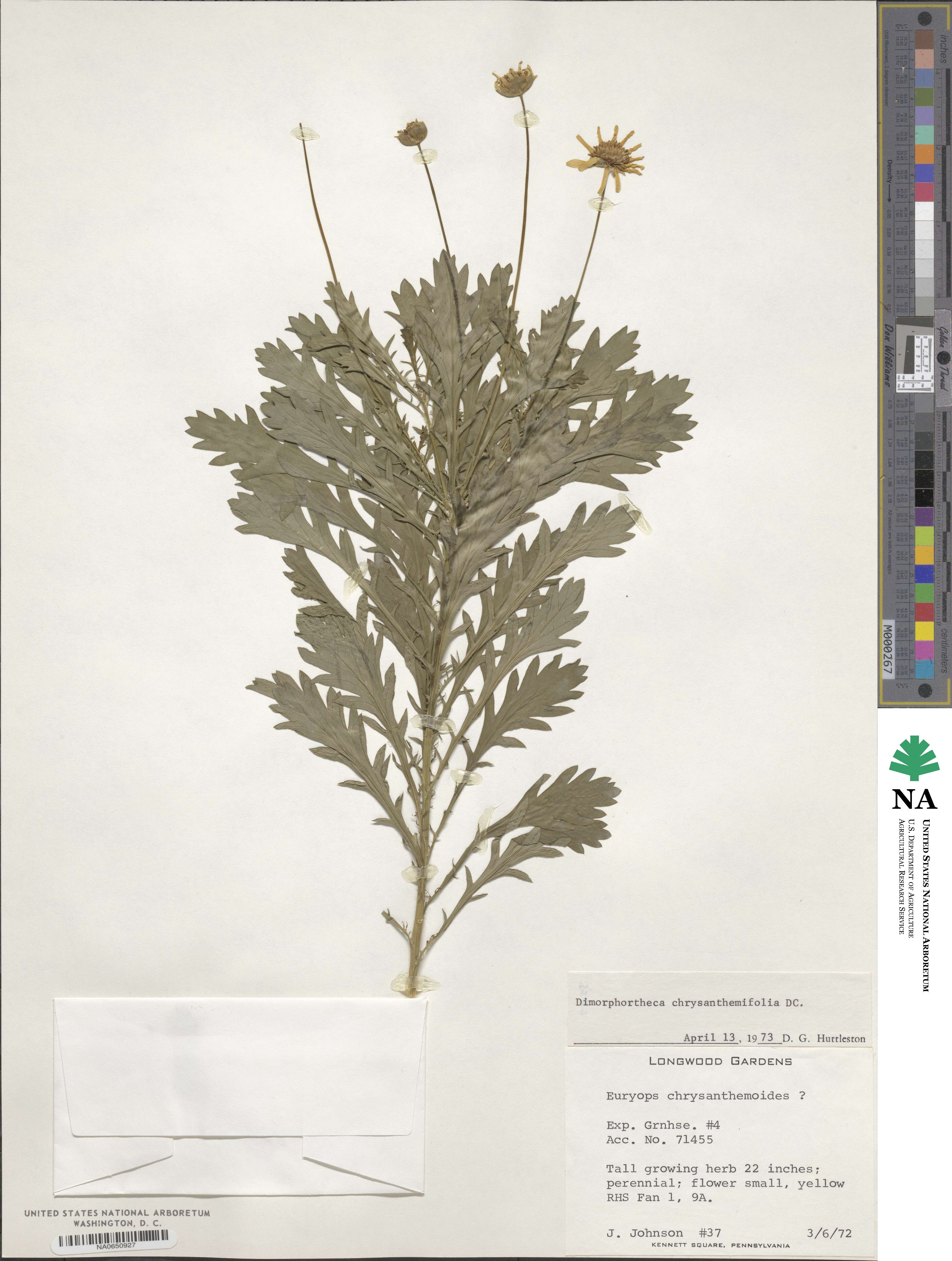 Dimorphotheca chrysanthemifolia image