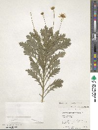 Dimorphotheca chrysanthemifolia image