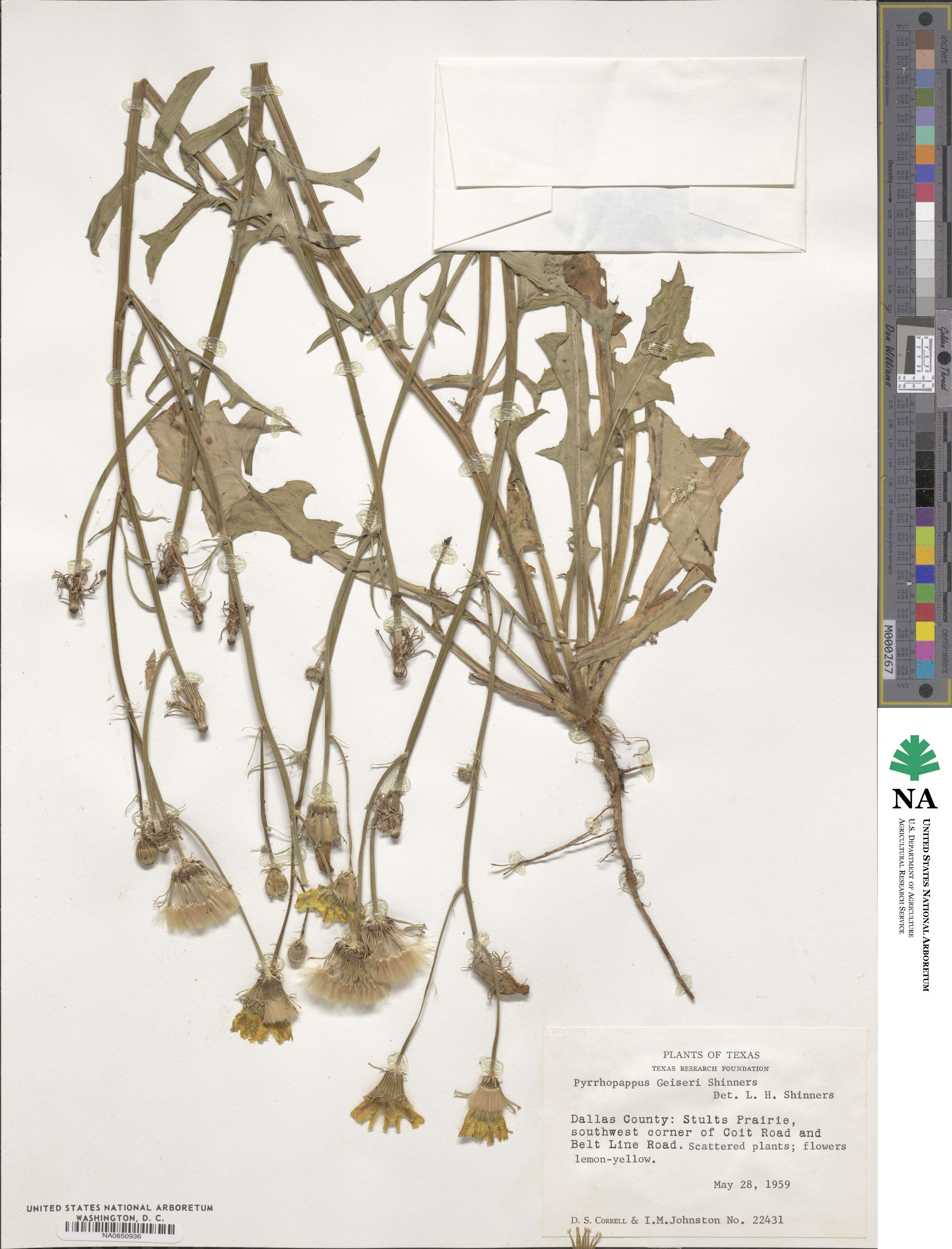 Pyrrhopappus pauciflorus image