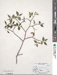 Celtis australis image