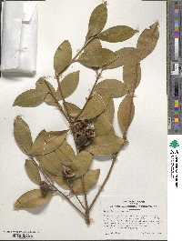 Camellia oleifera image