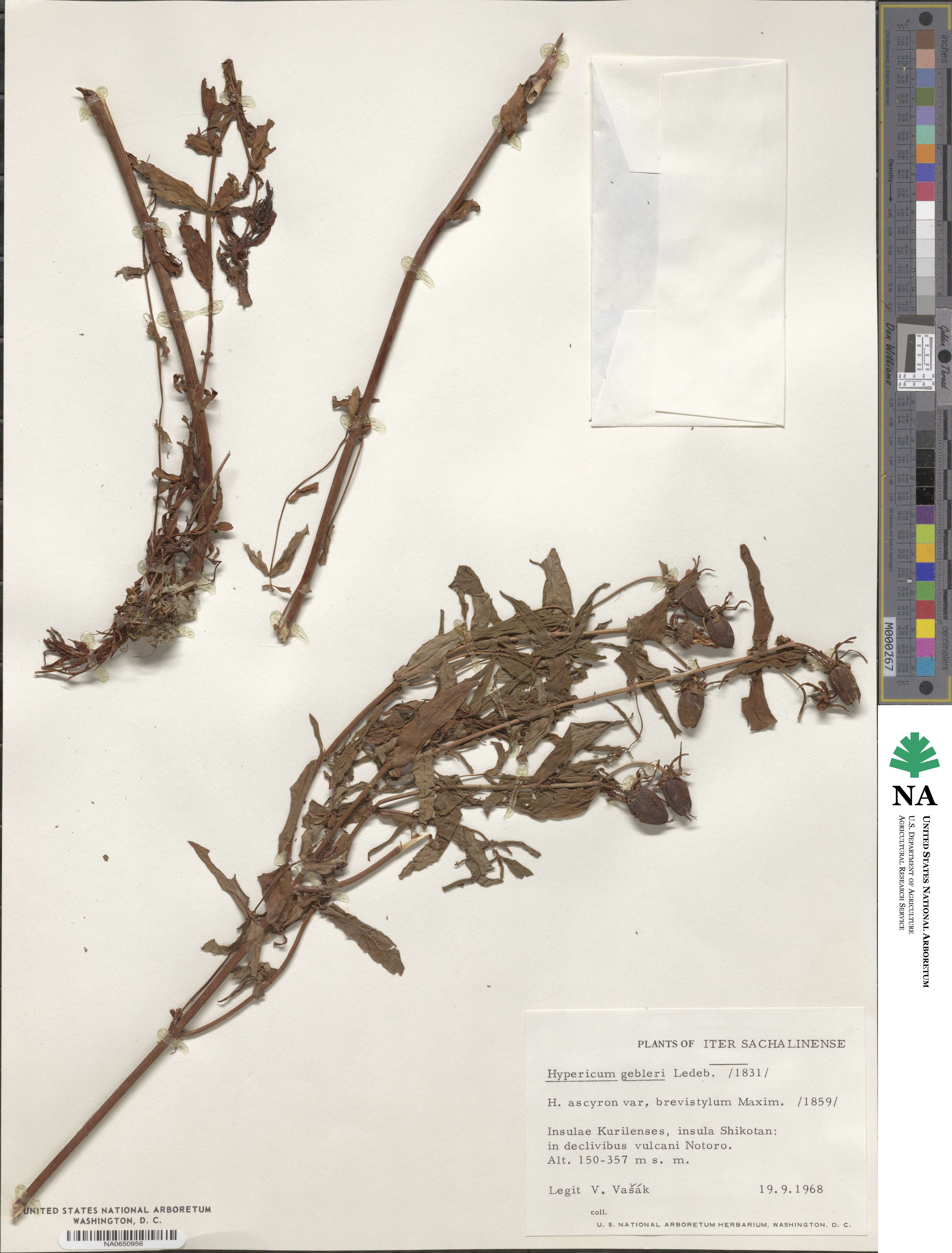 Hypericum ascyron subsp. gebleri image