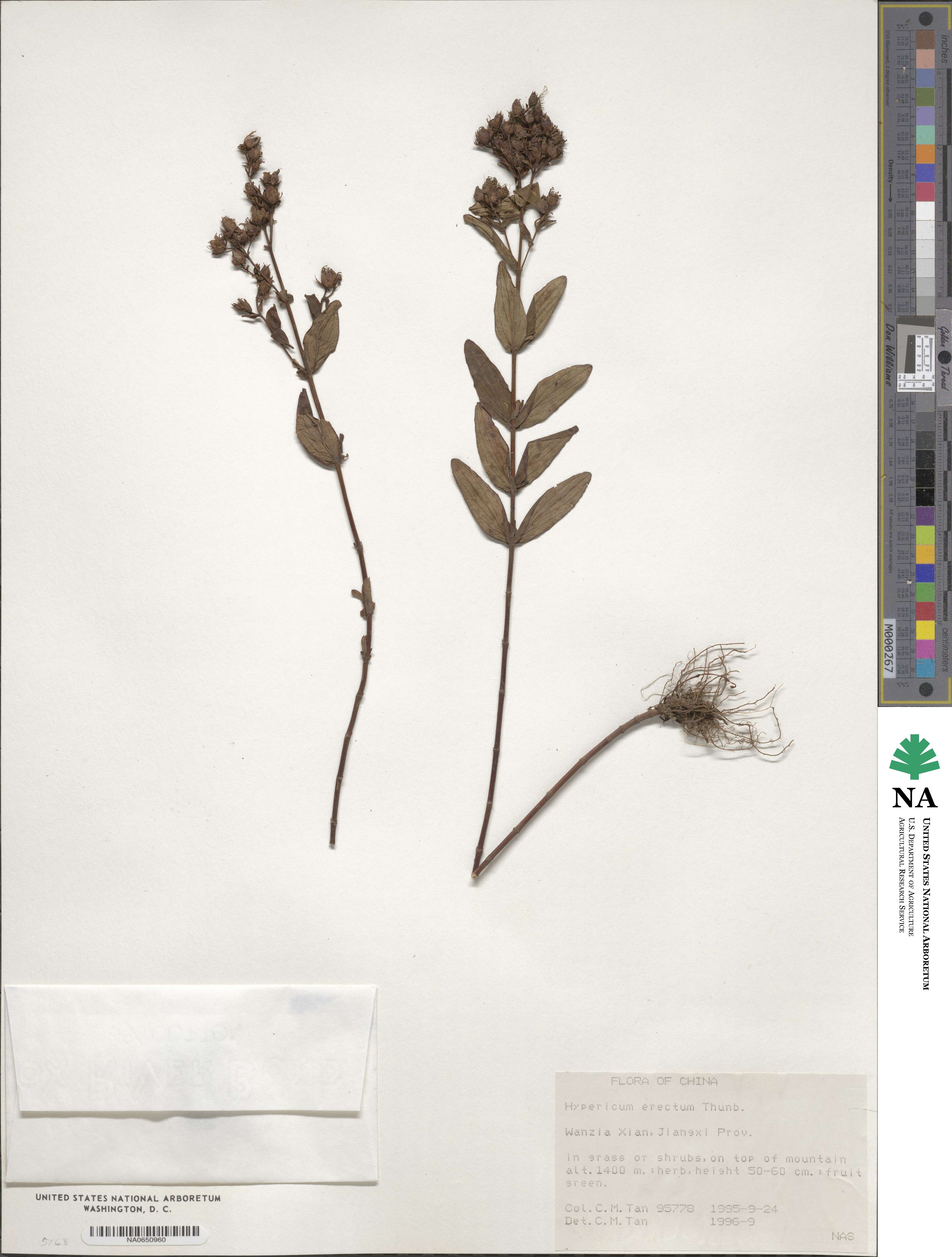 Hypericum erectum image